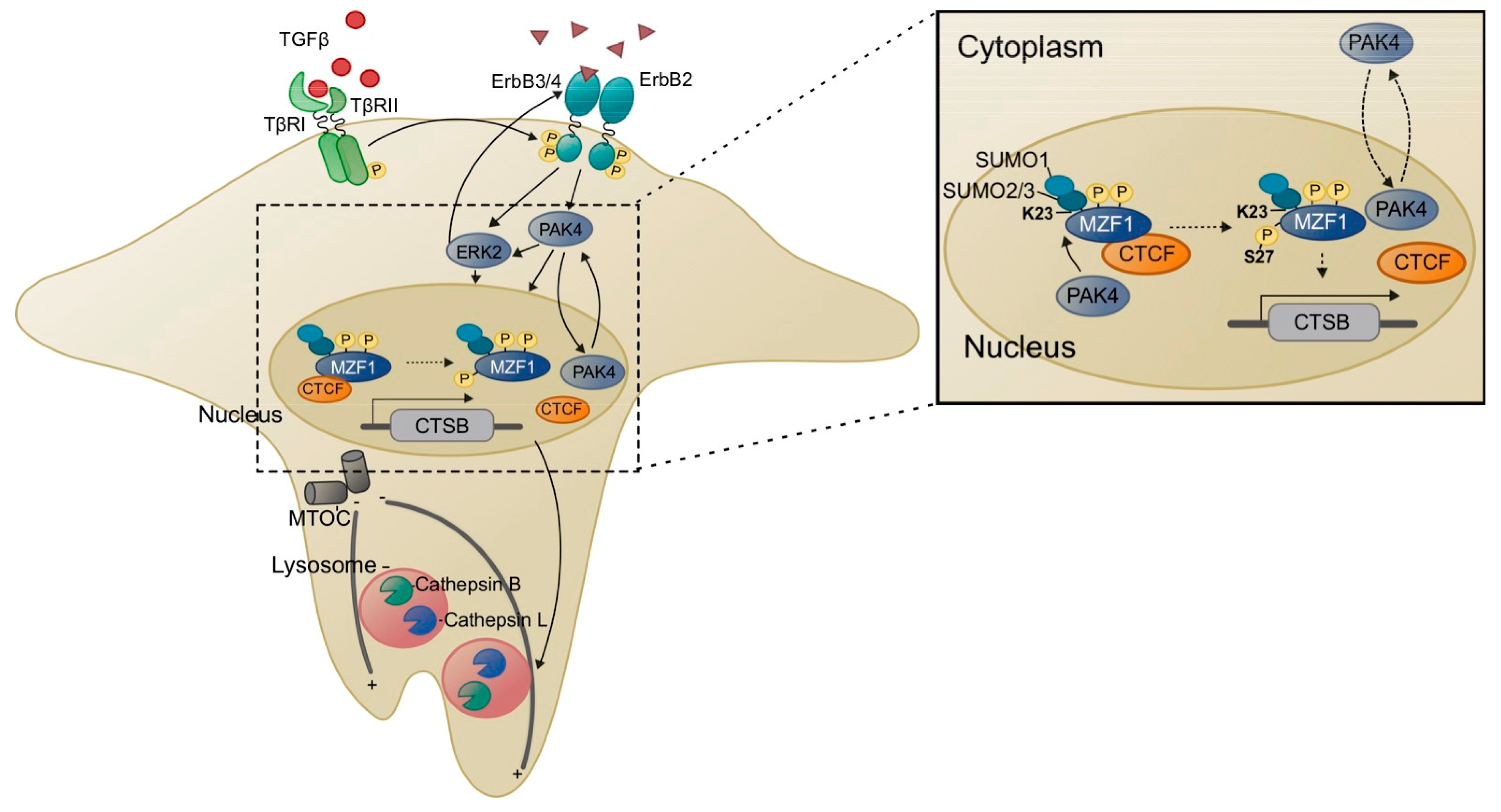 パリコレクション Zinc Finger Regulator Specific MZF1—A Factor Transcription 洋書