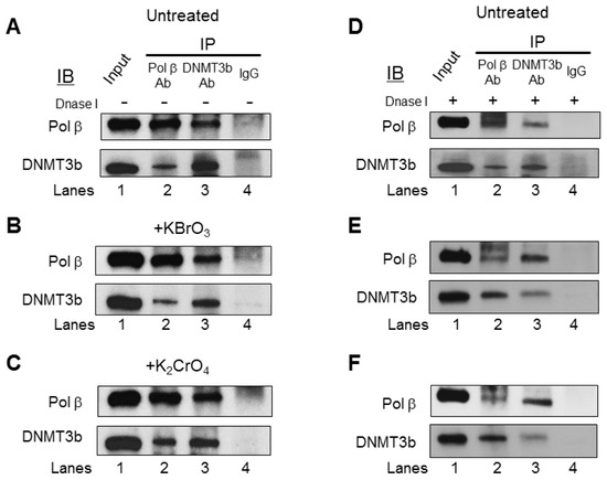 Oxidative DNA Damage Modulates DNA Methylation Pattern in Human