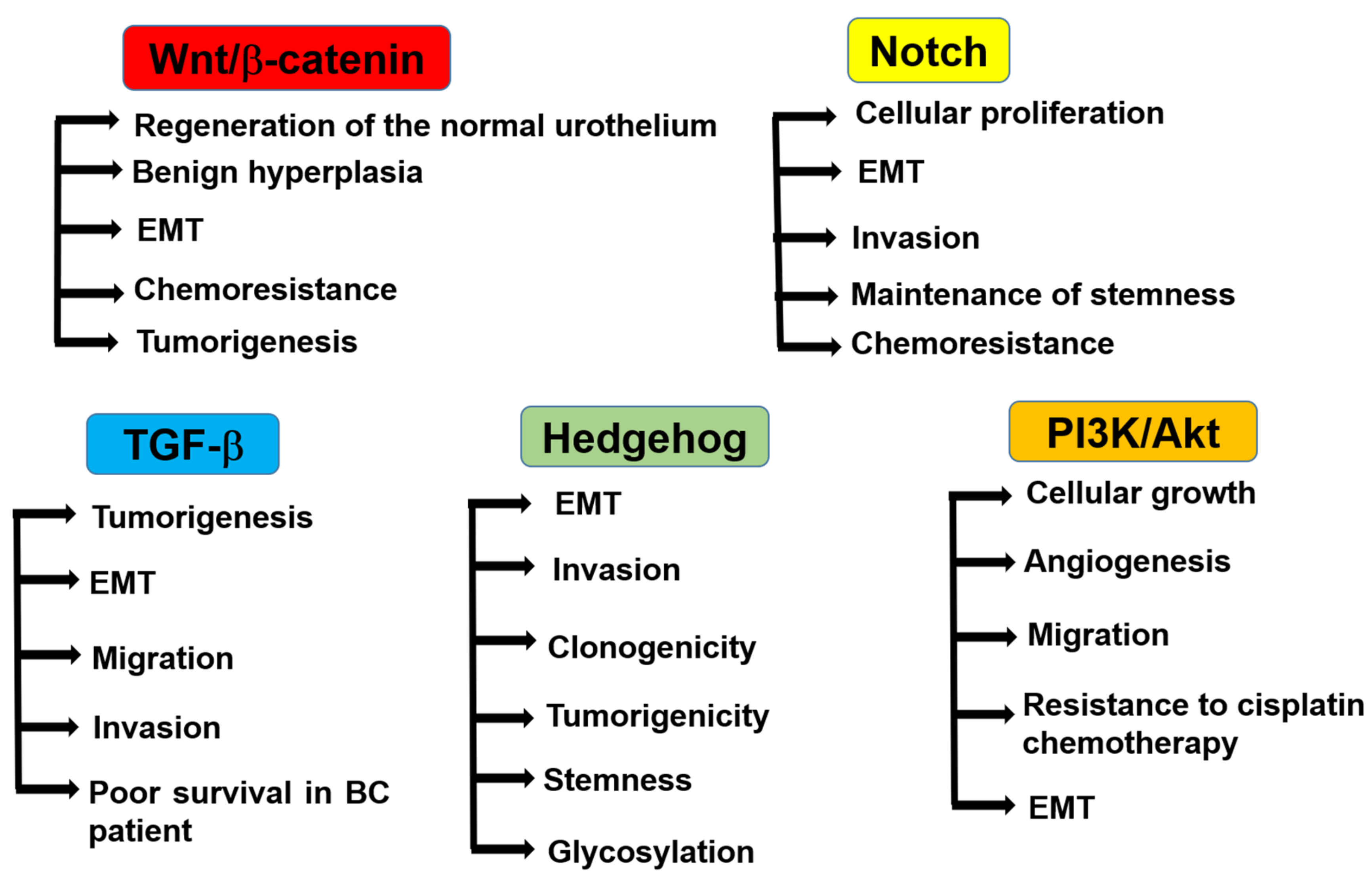 Cells 09 00235 g002 Cells 09 00235 g002