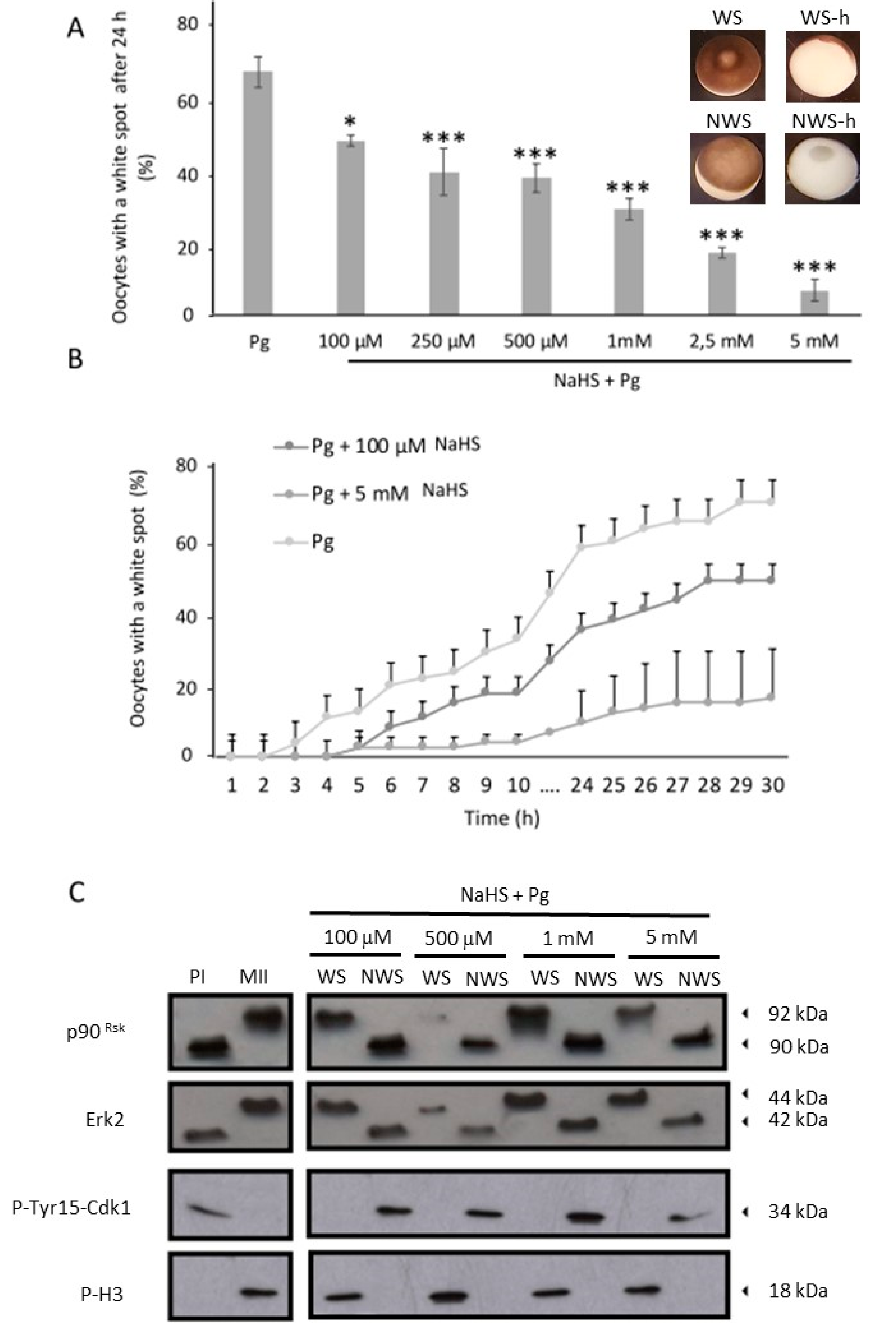 Cells 09 00237 g001 Cells 09 00237 g001