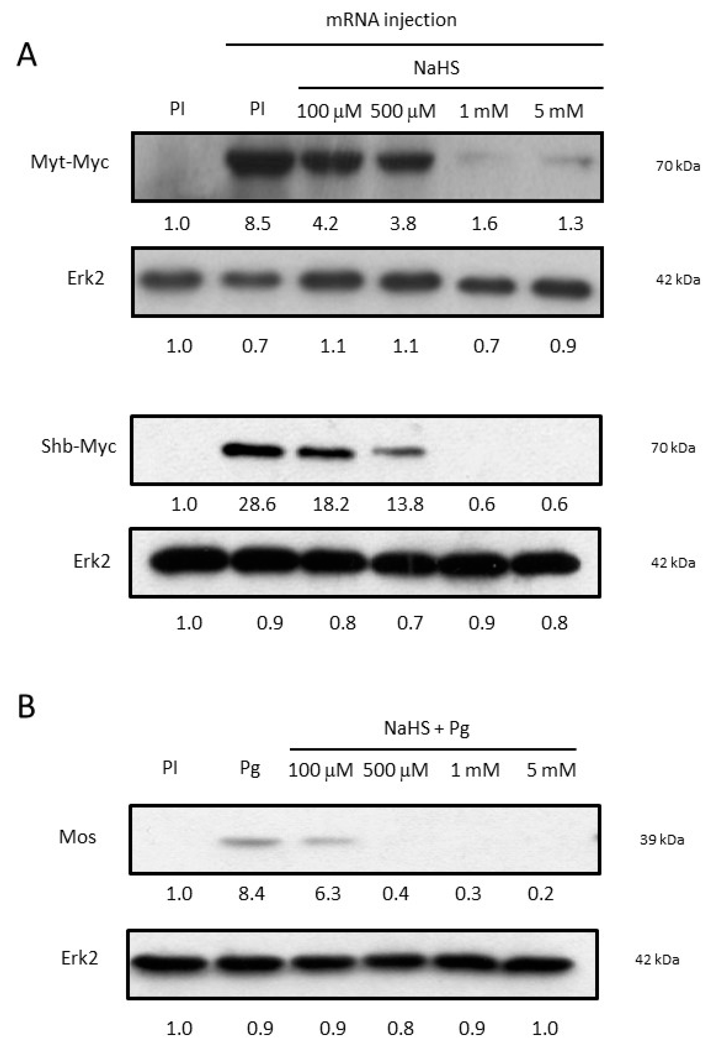 Cells 09 00237 g004 Cells 09 00237 g004