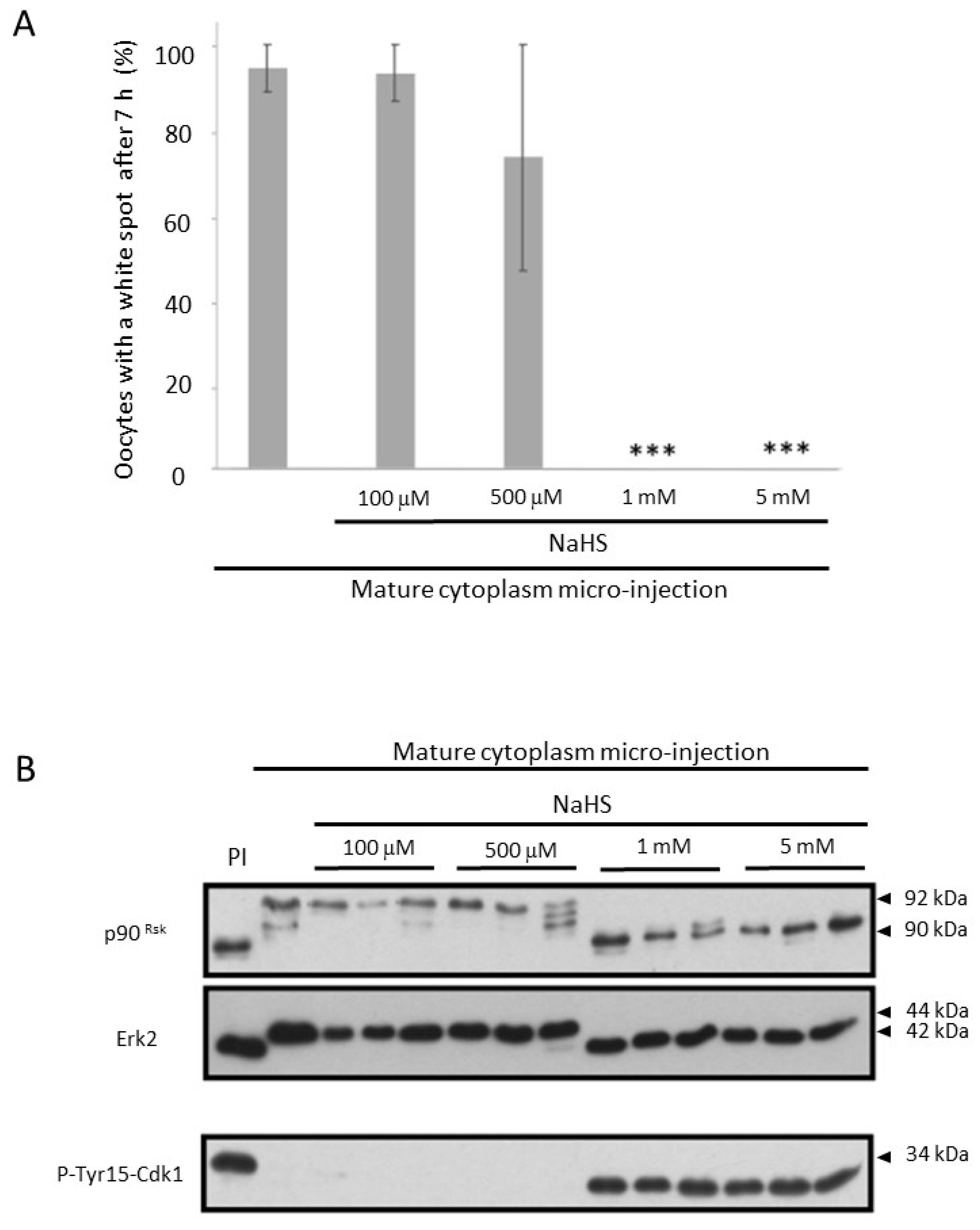 Cells 09 00237 g005 Cells 09 00237 g005