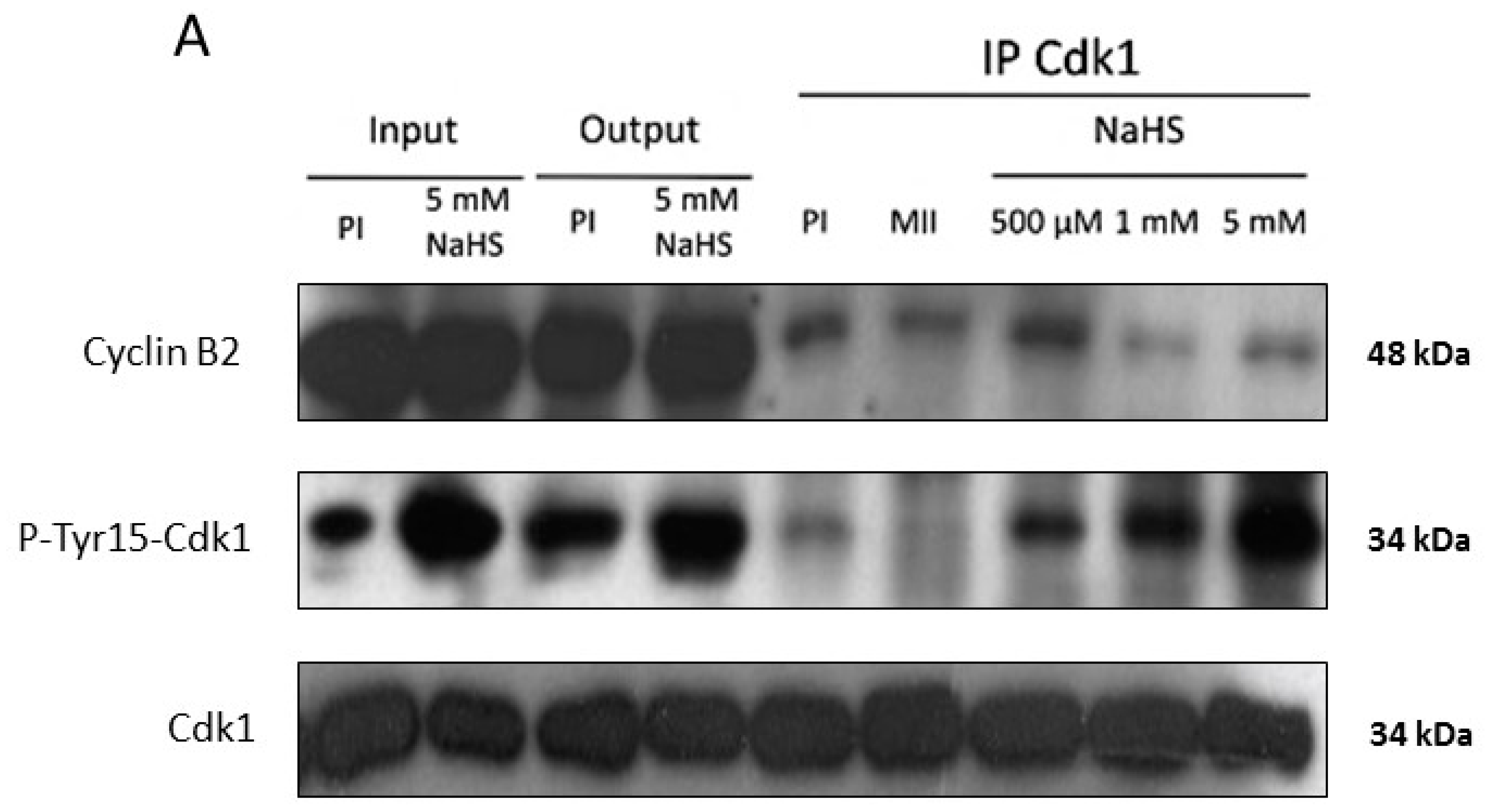 Cells 09 00237 g006a Cells 09 00237 g006a