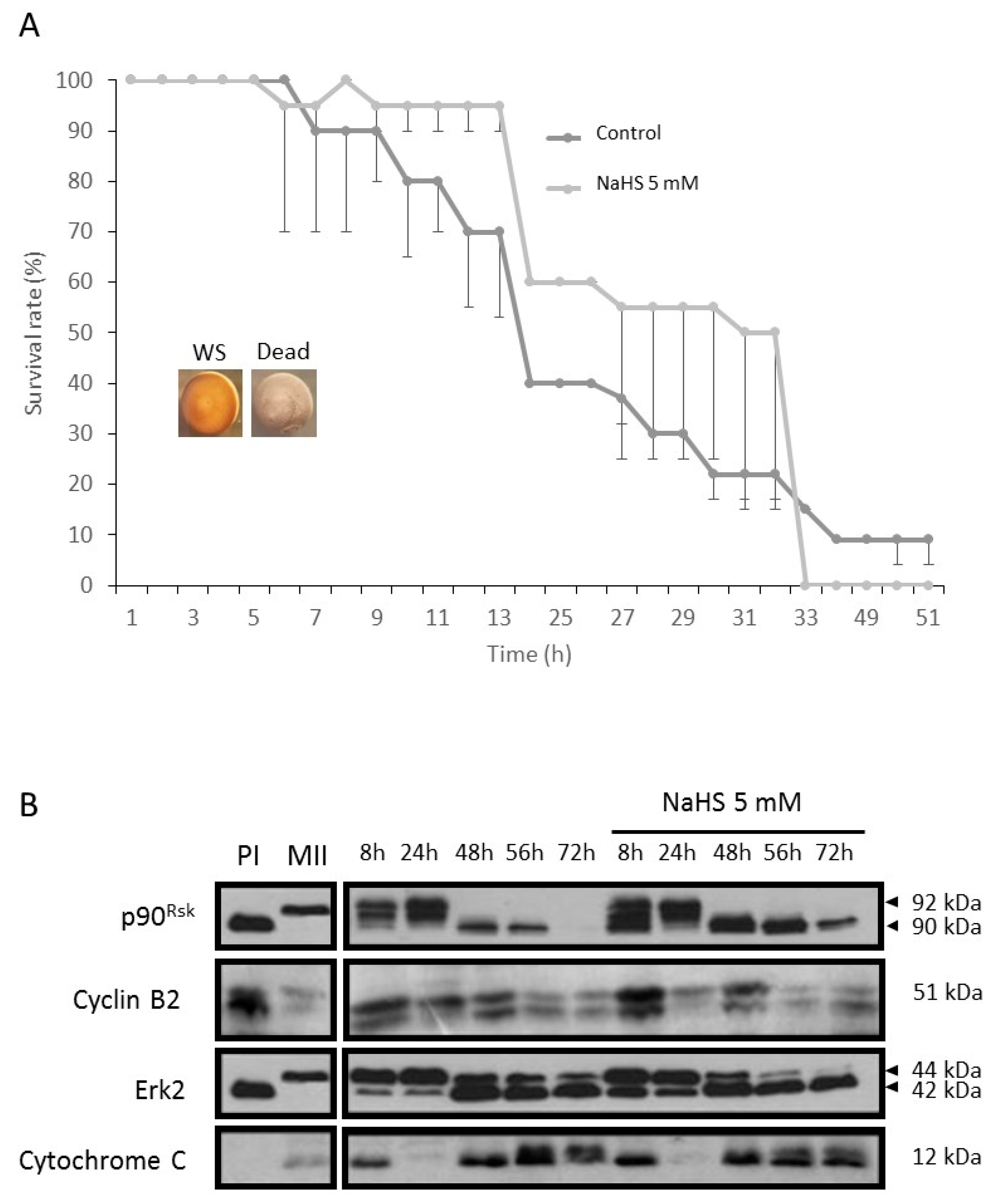 Cells 09 00237 g009 Cells 09 00237 g009