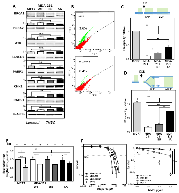 Cells 09 00238 g002 Cells 09 00238 g002