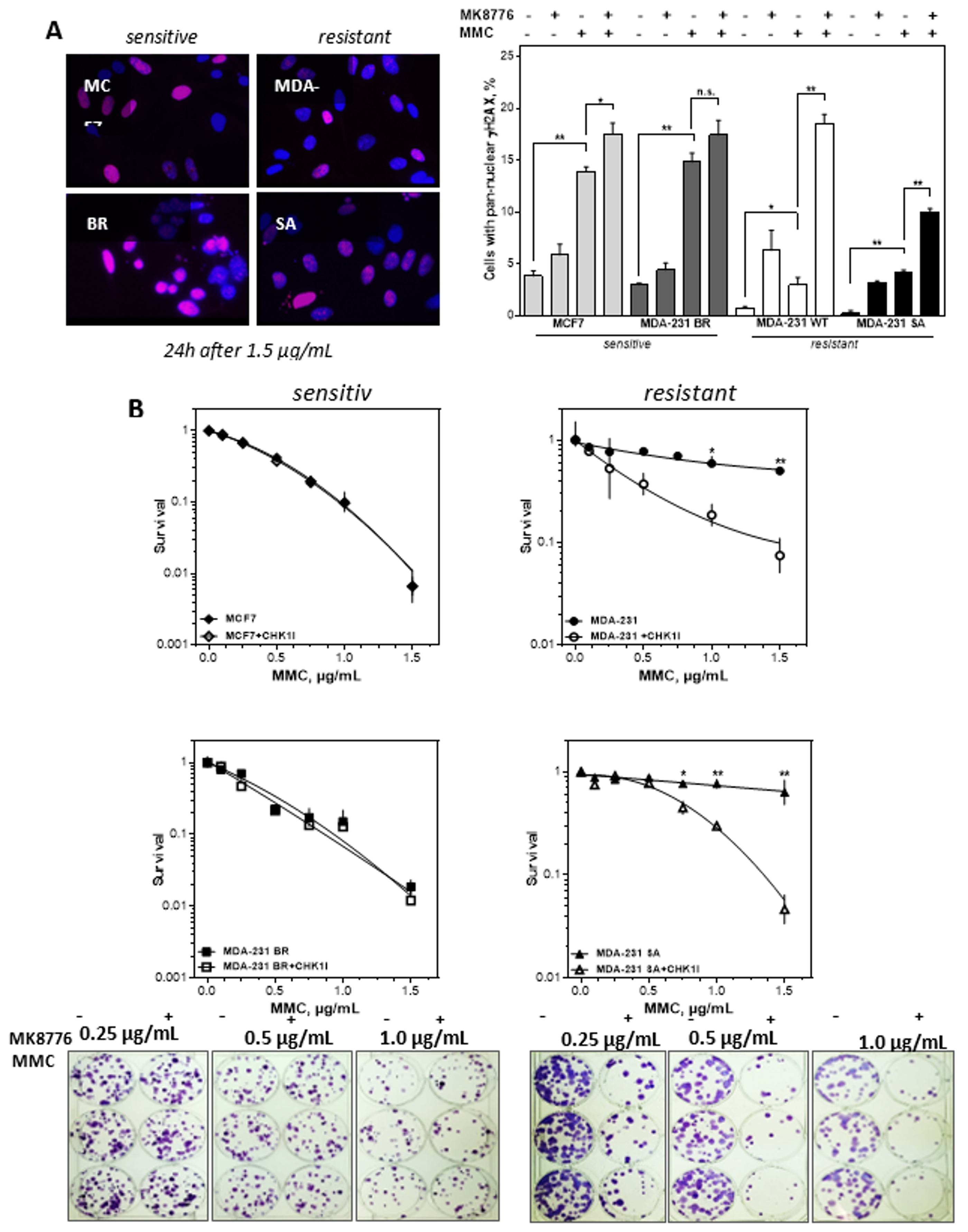 Cells 09 00238 g005 Cells 09 00238 g005