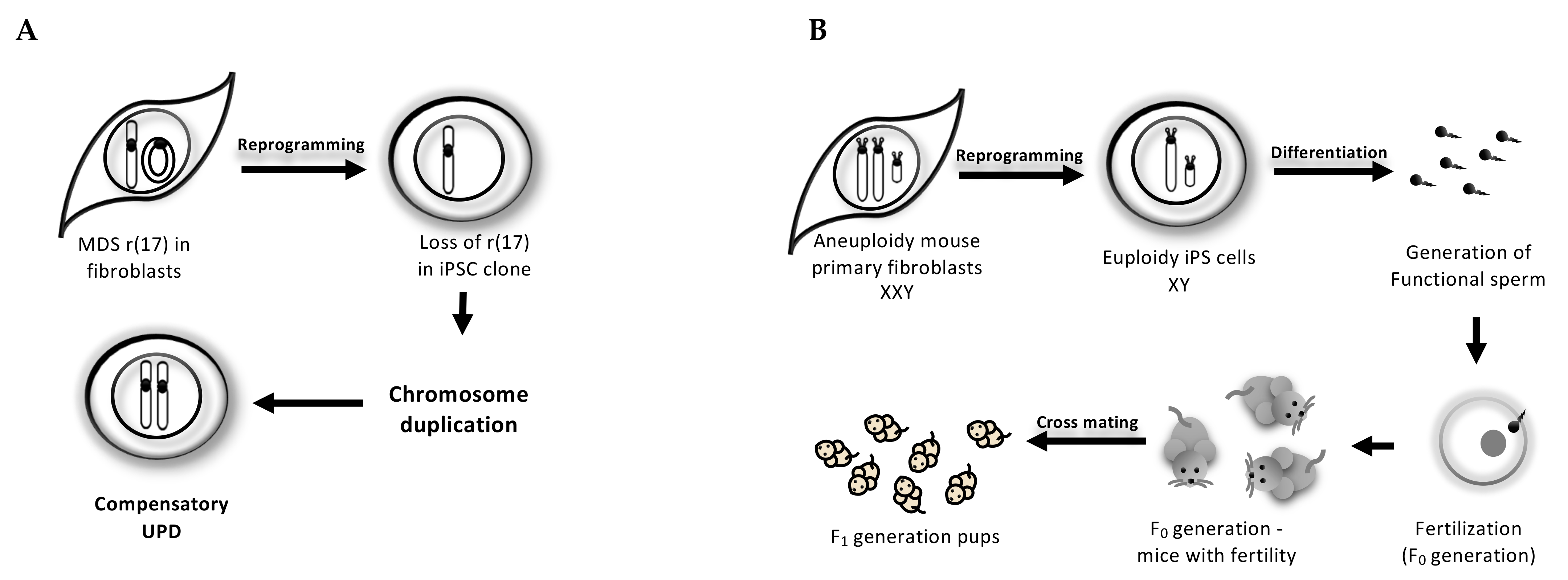 Cells 09 00239 g002 Cells 09 00239 g002