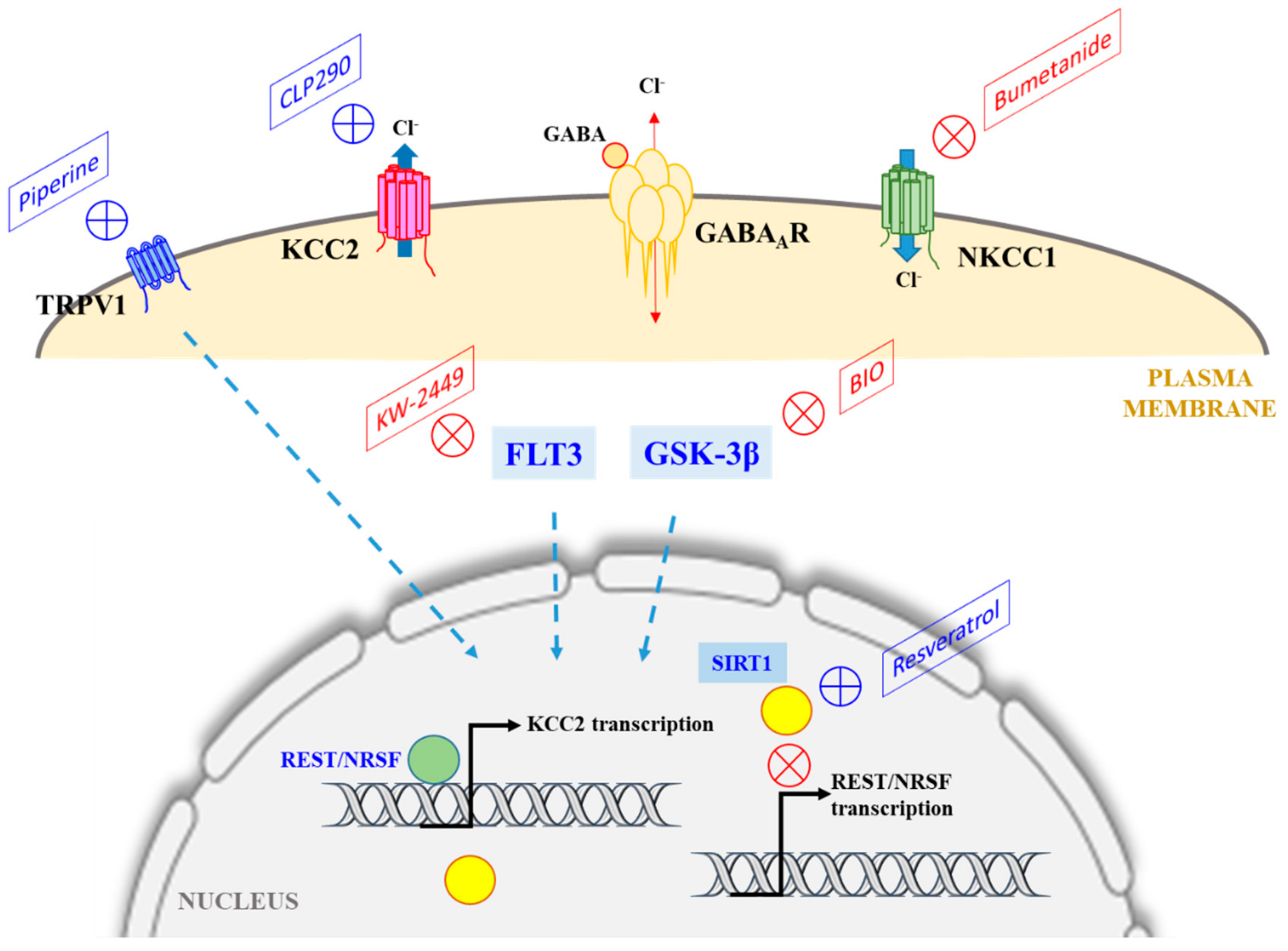 Cells 09 00240 g001 Cells 09 00240 g001