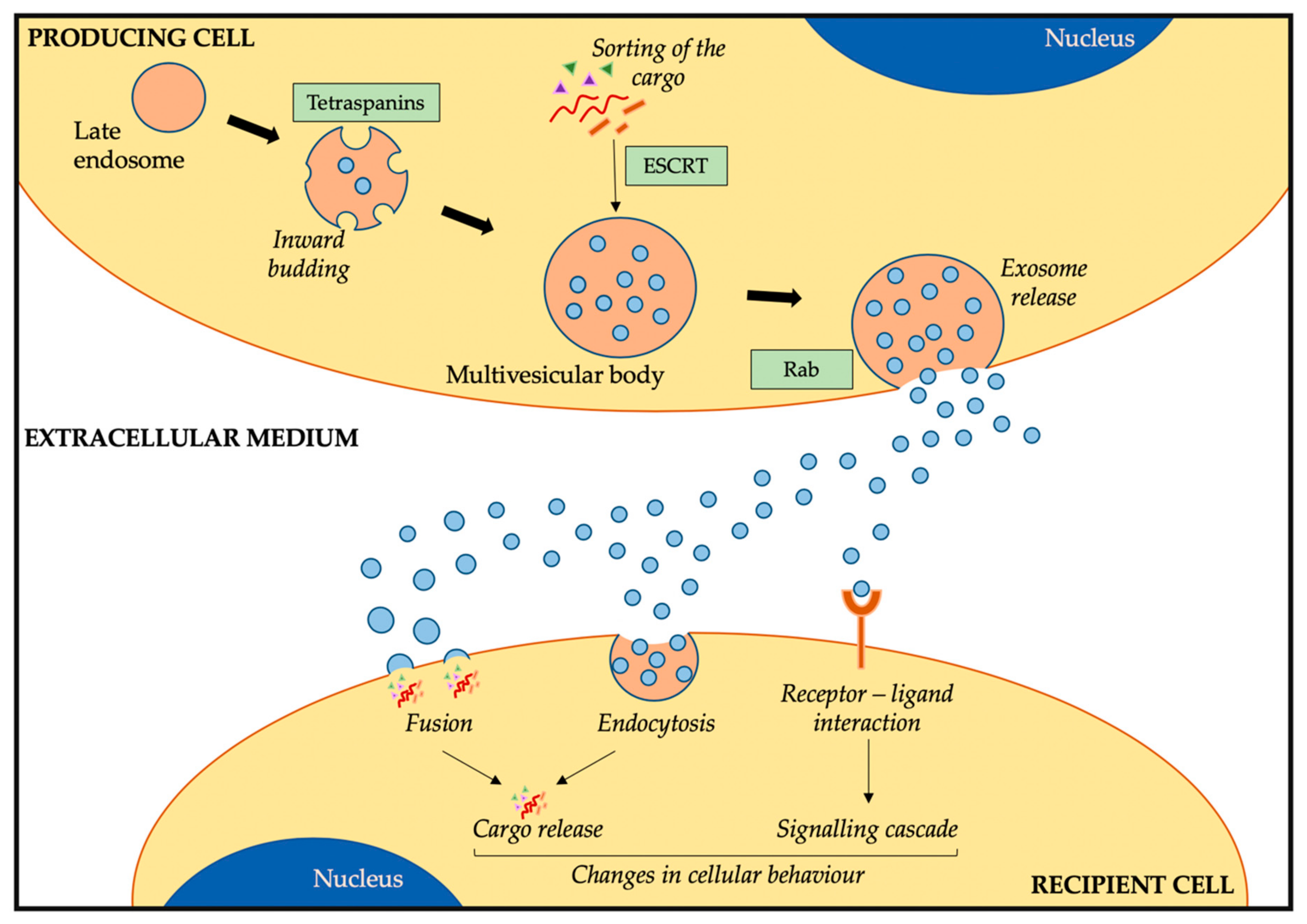 Cells 09 00241 g001 Cells 09 00241 g001