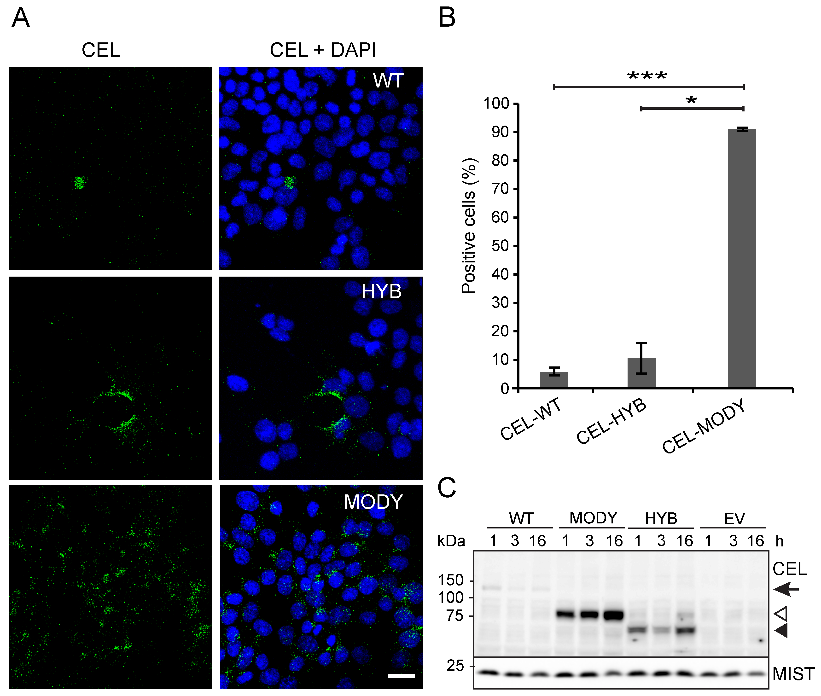 What Does Hyb Mean >> Cells Free Full Text Pathogenic Carboxyl Ester Lipase What Does Hyb Mean >> Cells Free Full Text Pathogenic Carboxyl Ester Lipase