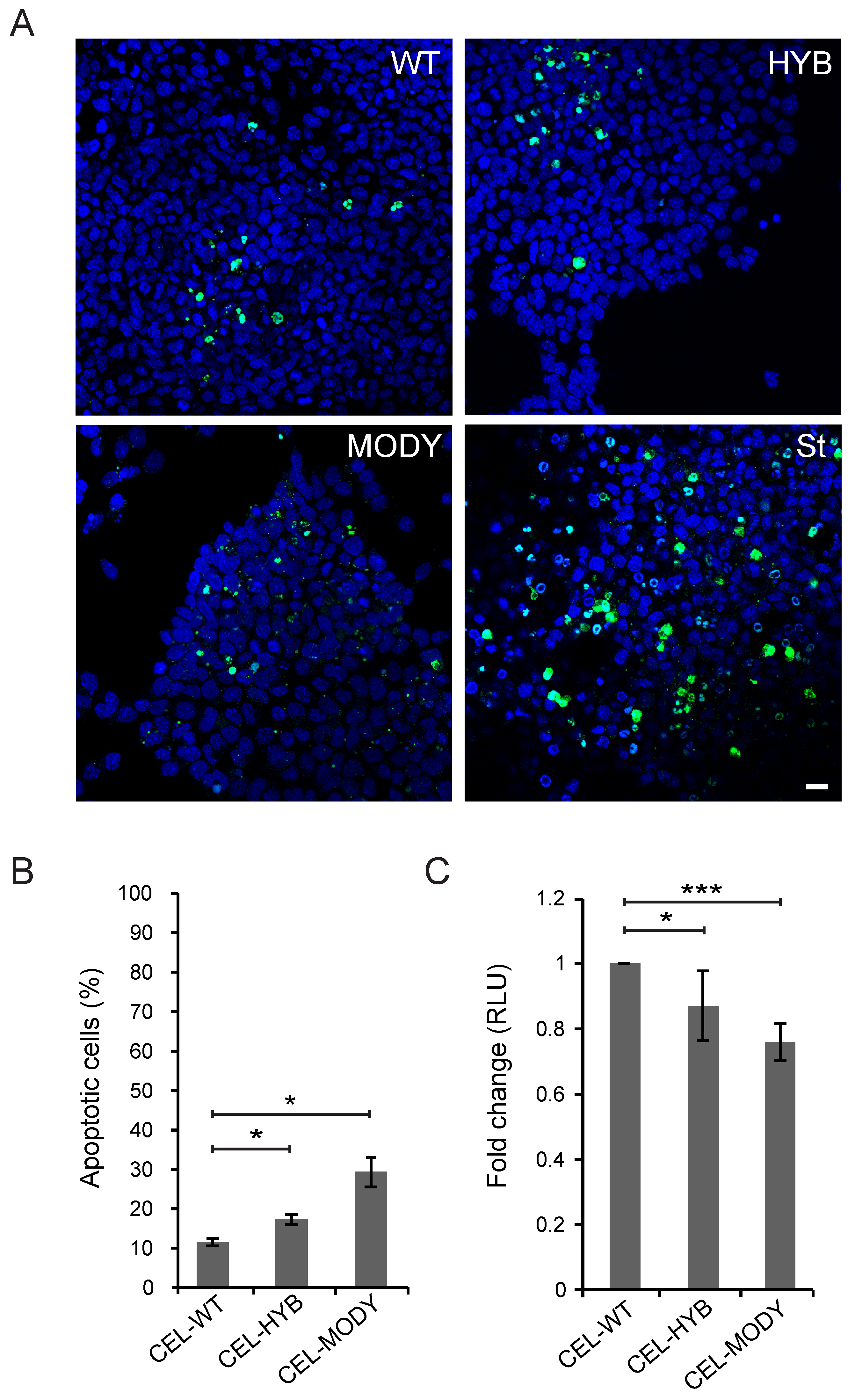 Cells 09 00244 g002 Cells 09 00244 g002
