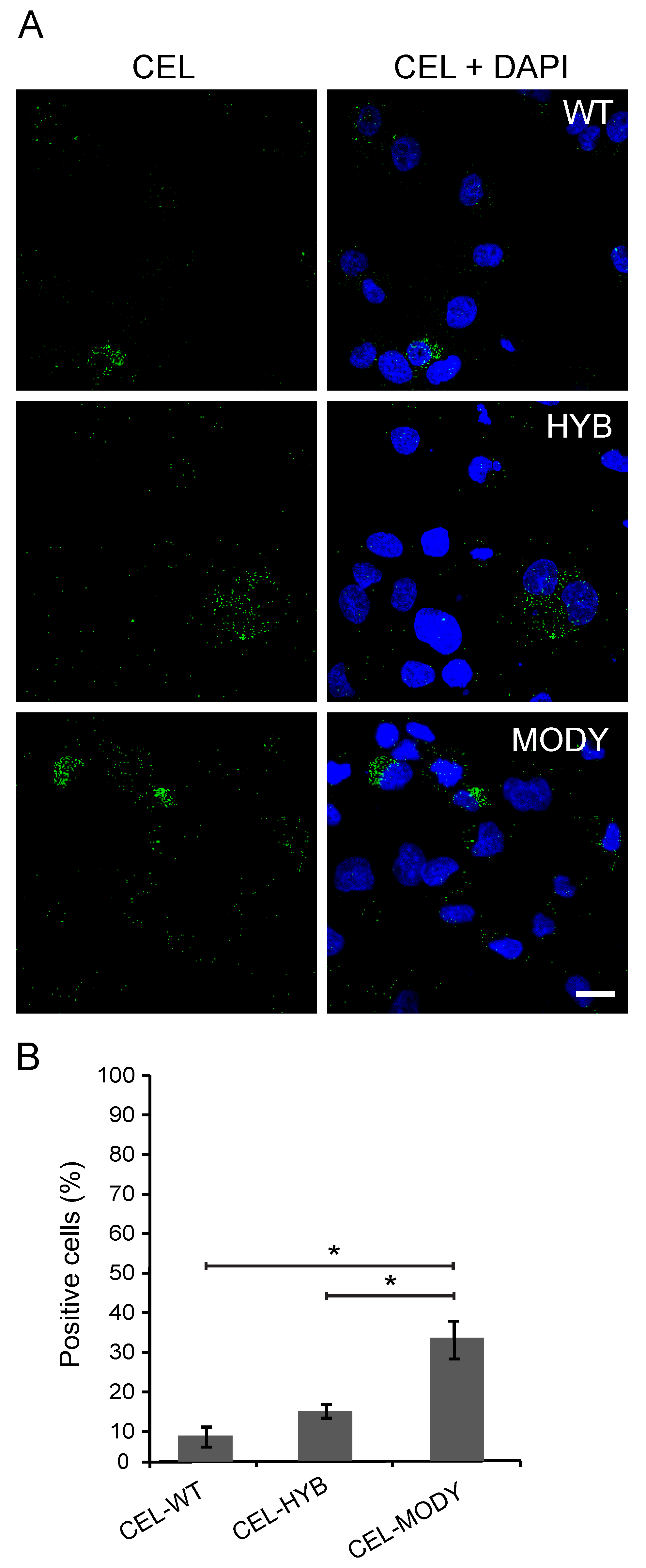 Cells 09 00244 g003 Cells 09 00244 g003