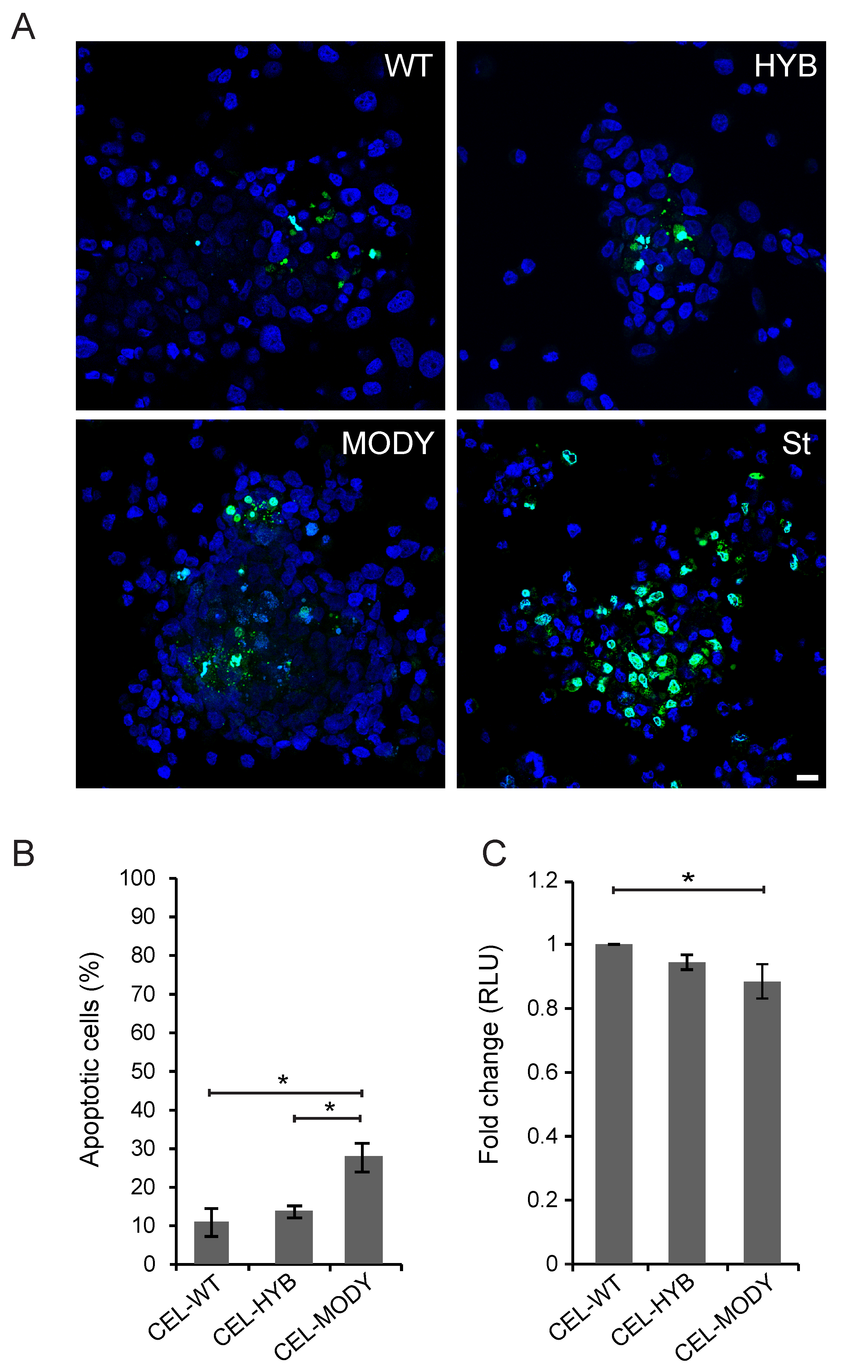 Cells 09 00244 g005 Cells 09 00244 g005