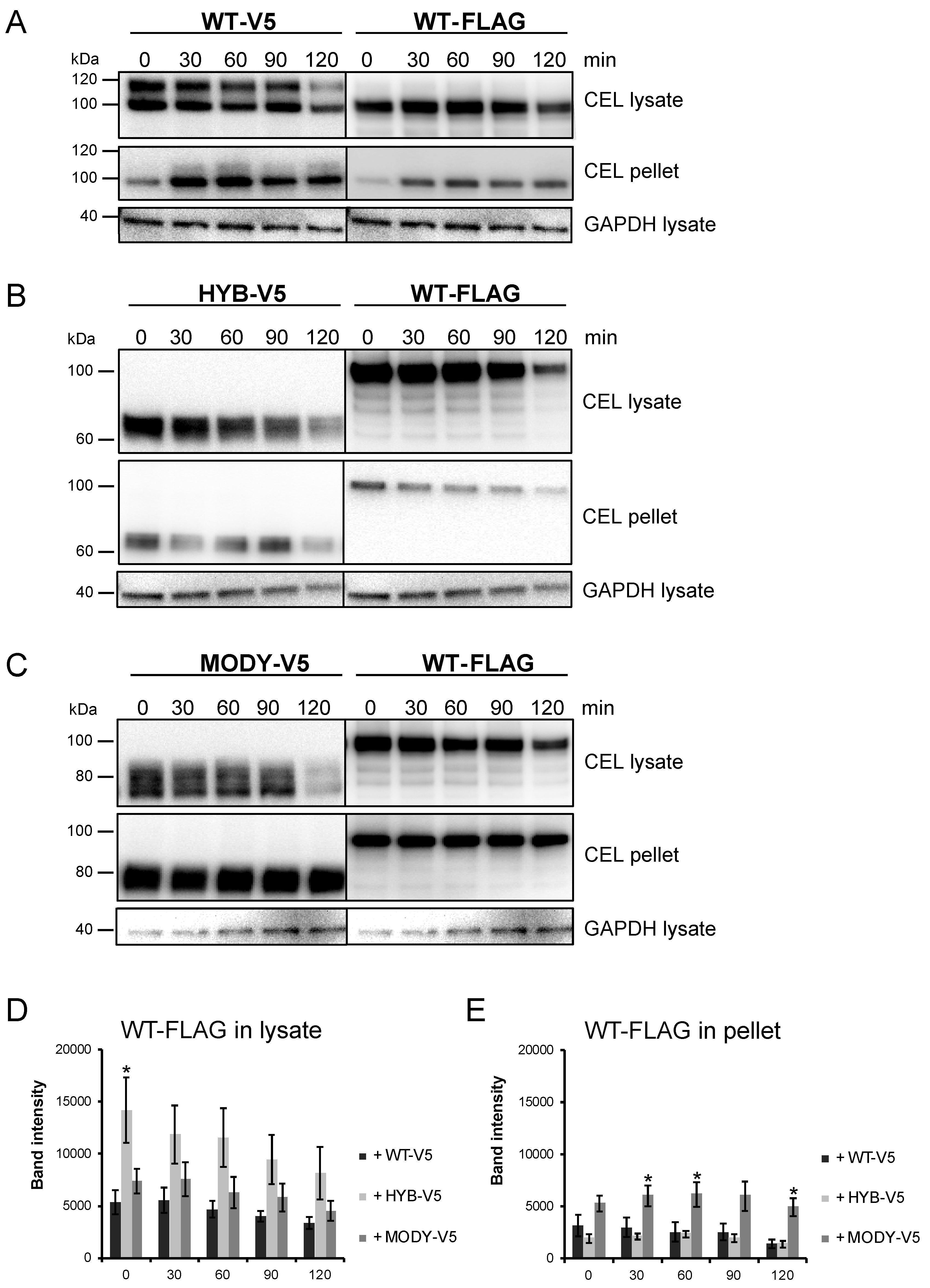 Cells 09 00244 g007 Cells 09 00244 g007