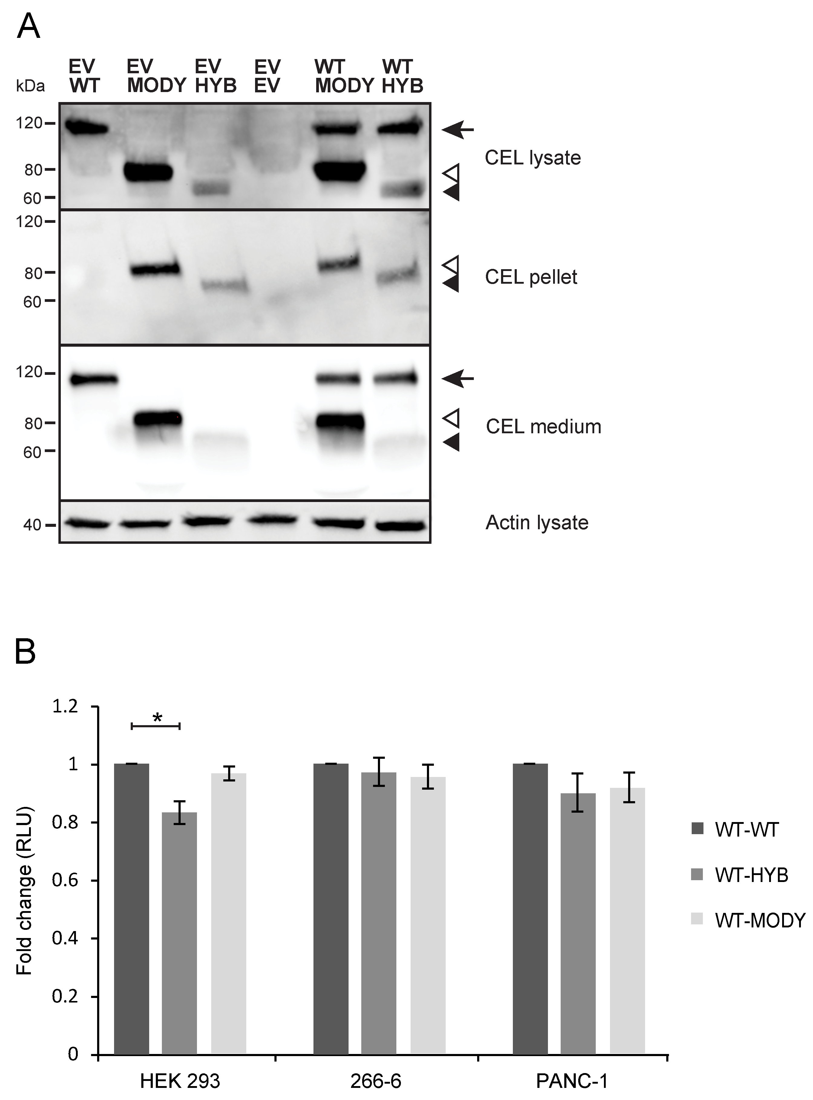 Cells 09 00244 g008 Cells 09 00244 g008