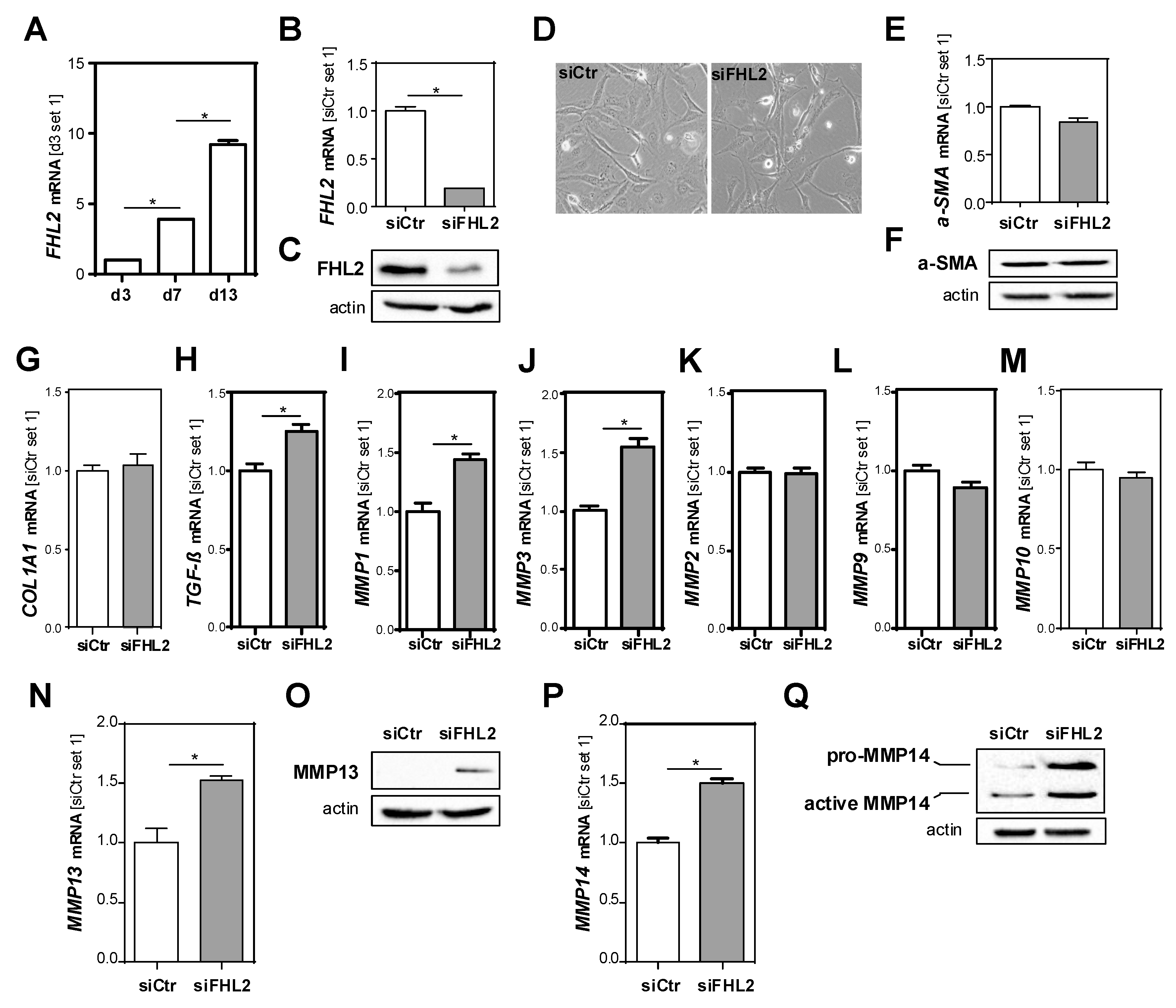 Cells 09 00248 g005 Cells 09 00248 g005