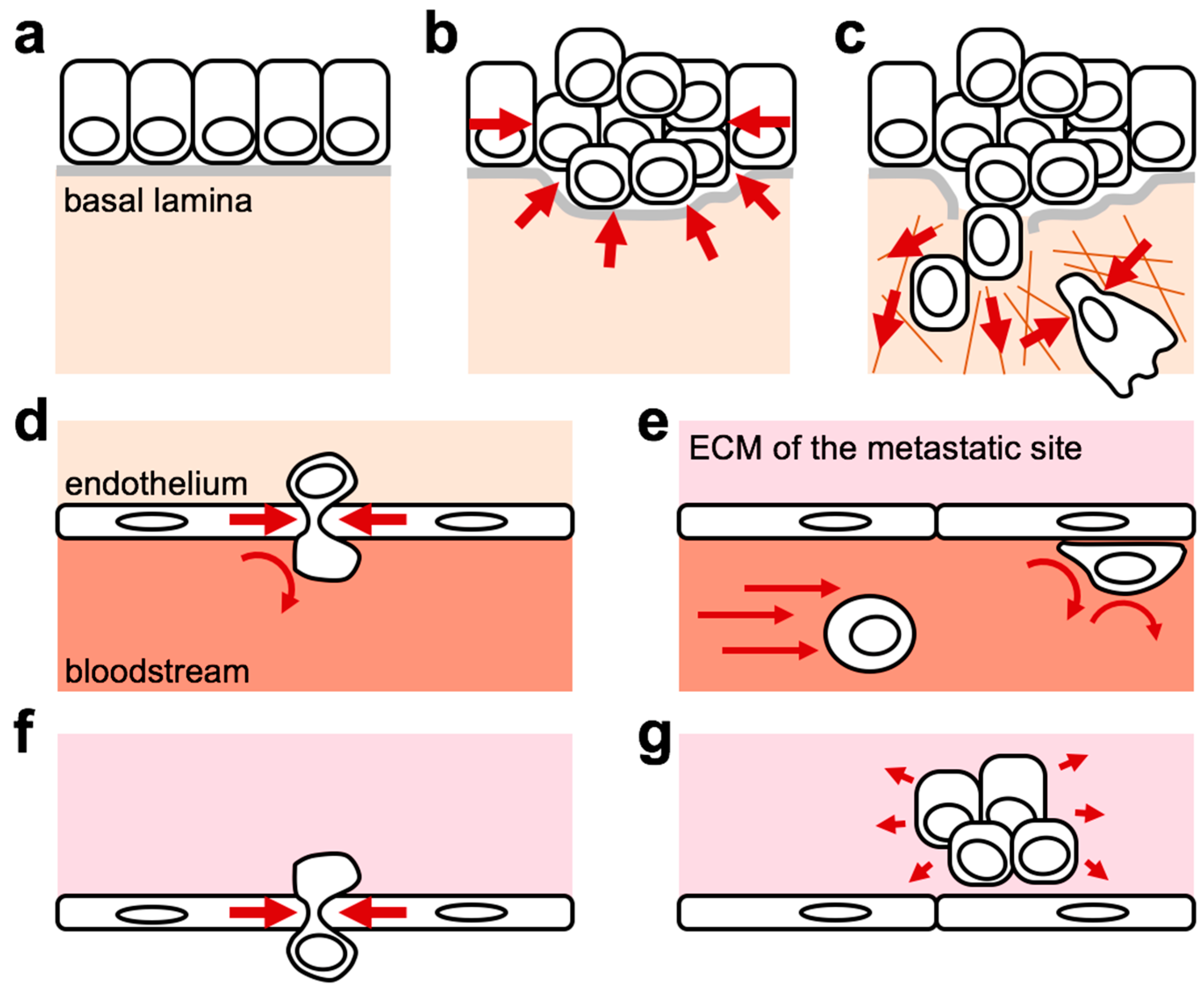 Basement membrane stiffness determines metastases formation