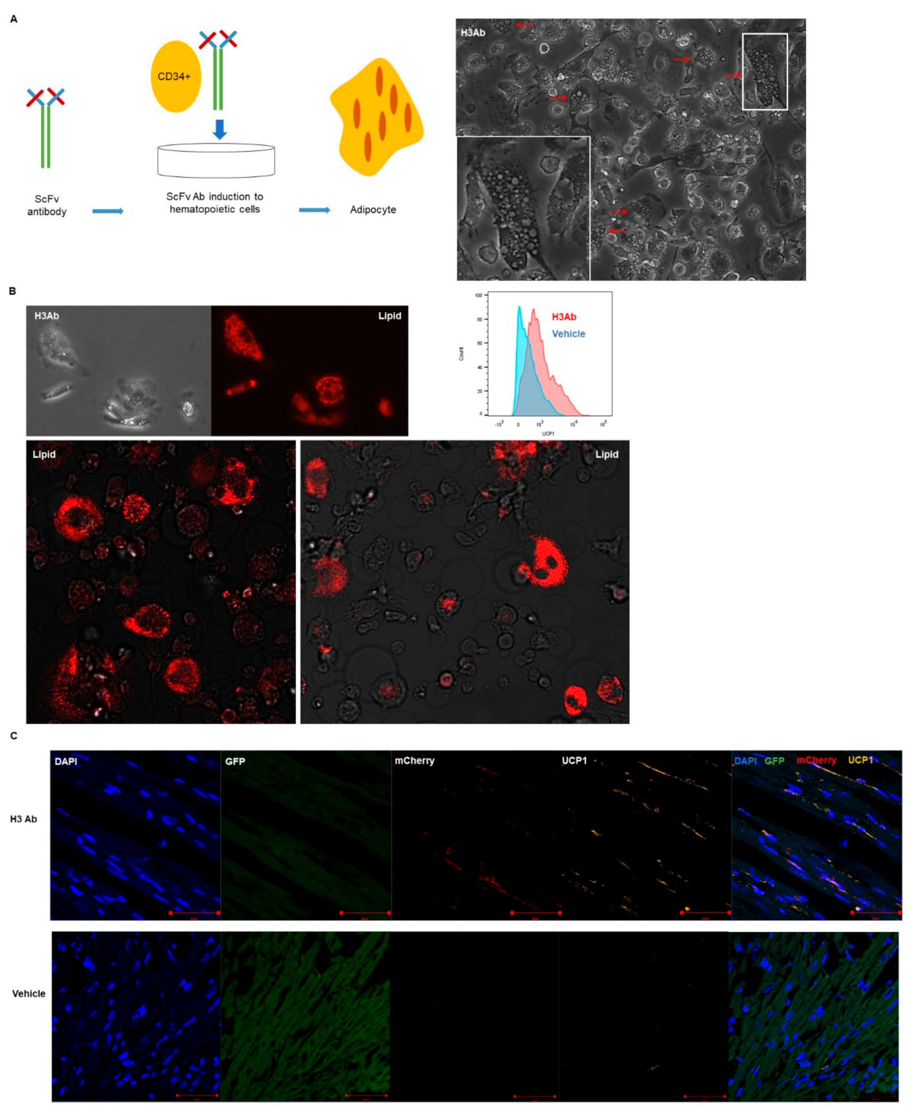 Cells 09 00256 g003a Cells 09 00256 g003a