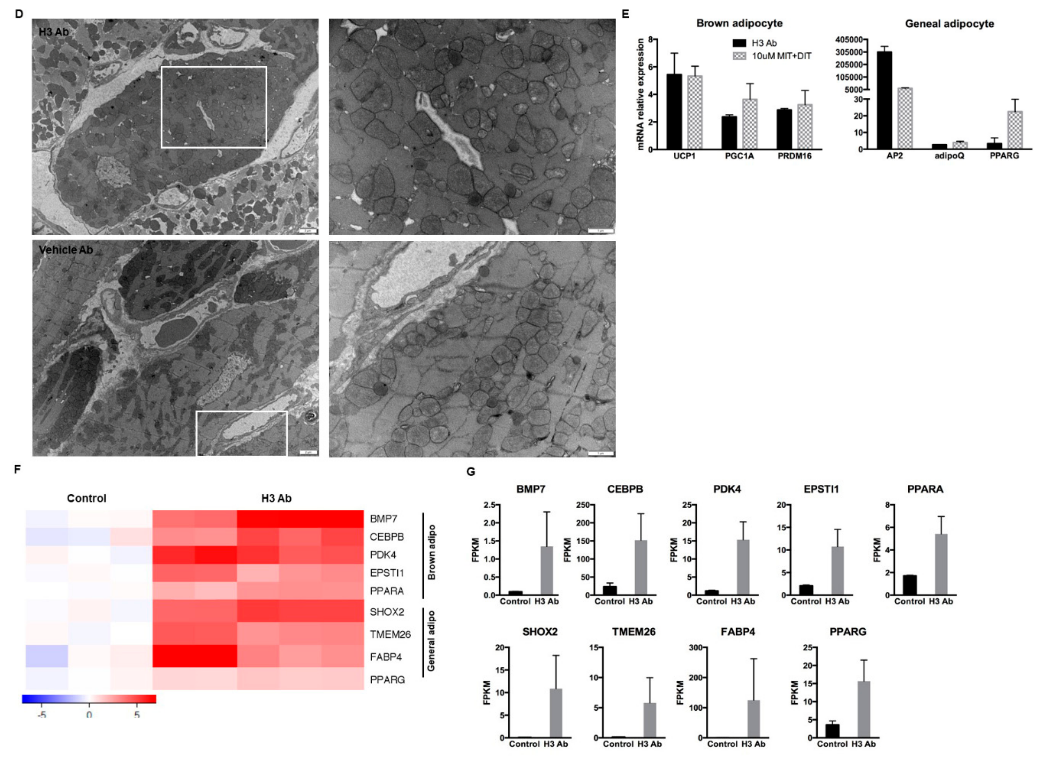 Cells 09 00256 g003b Cells 09 00256 g003b