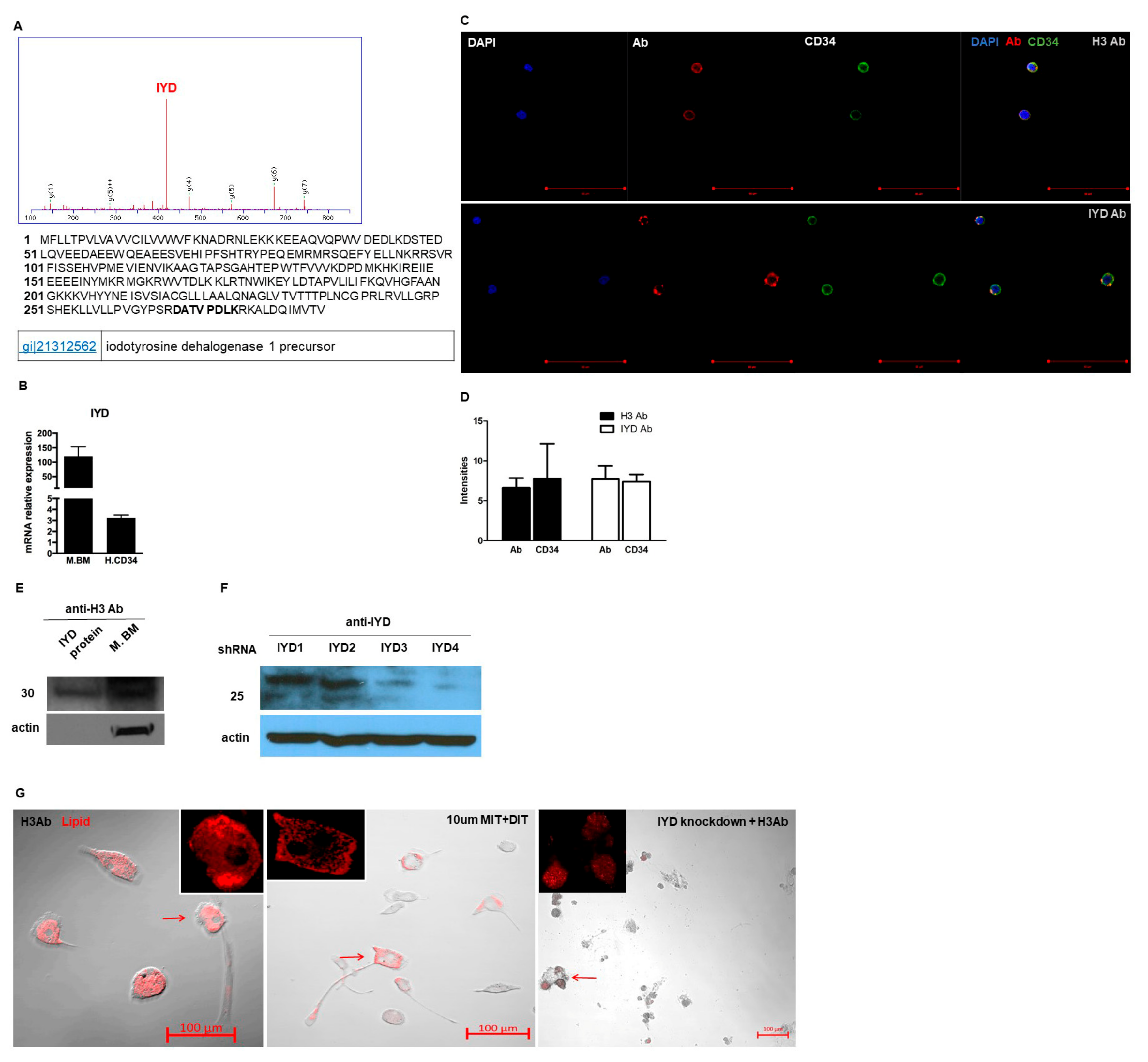 Cells 09 00256 g004 Cells 09 00256 g004