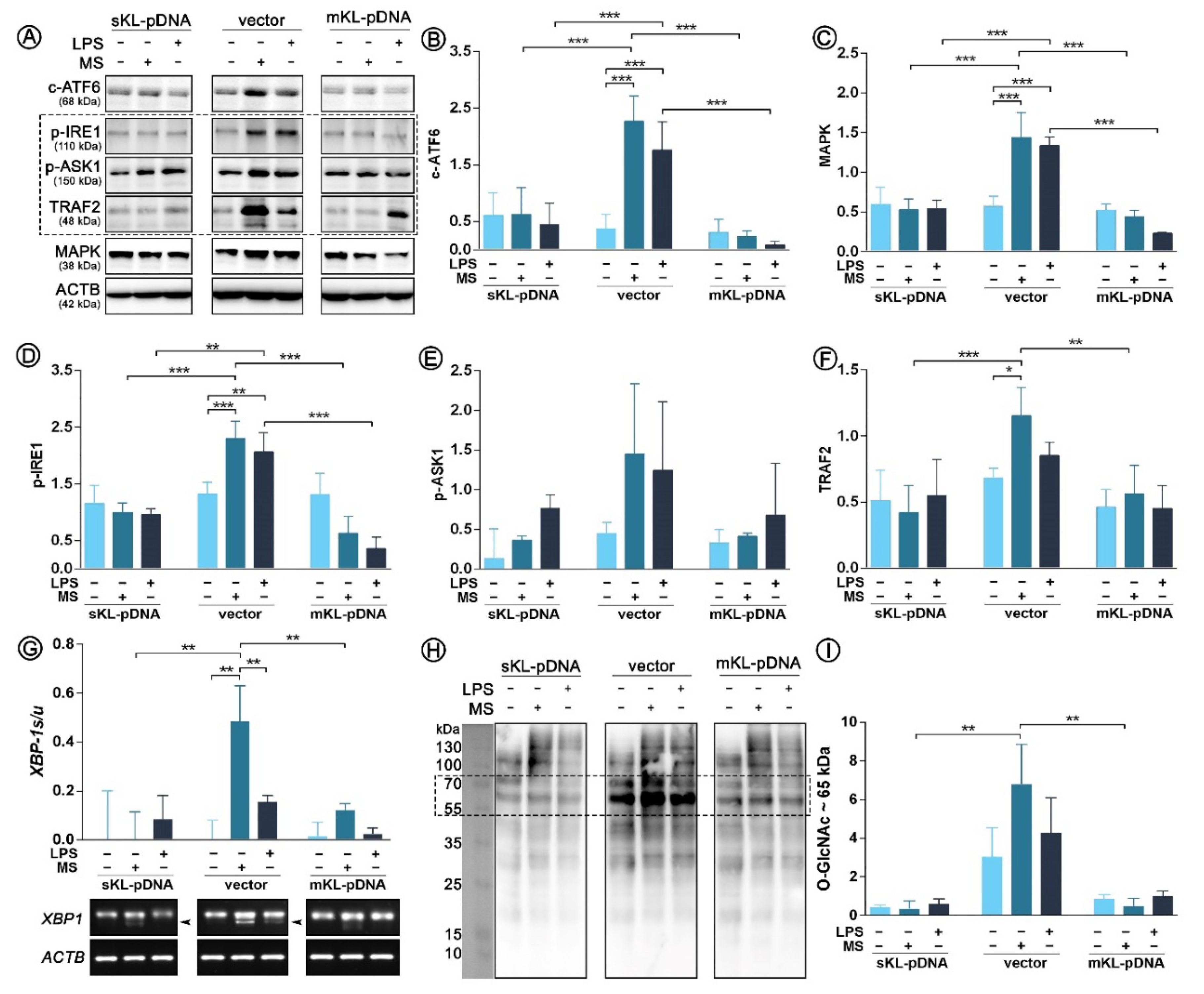 Cells 09 00261 g004 Cells 09 00261 g004