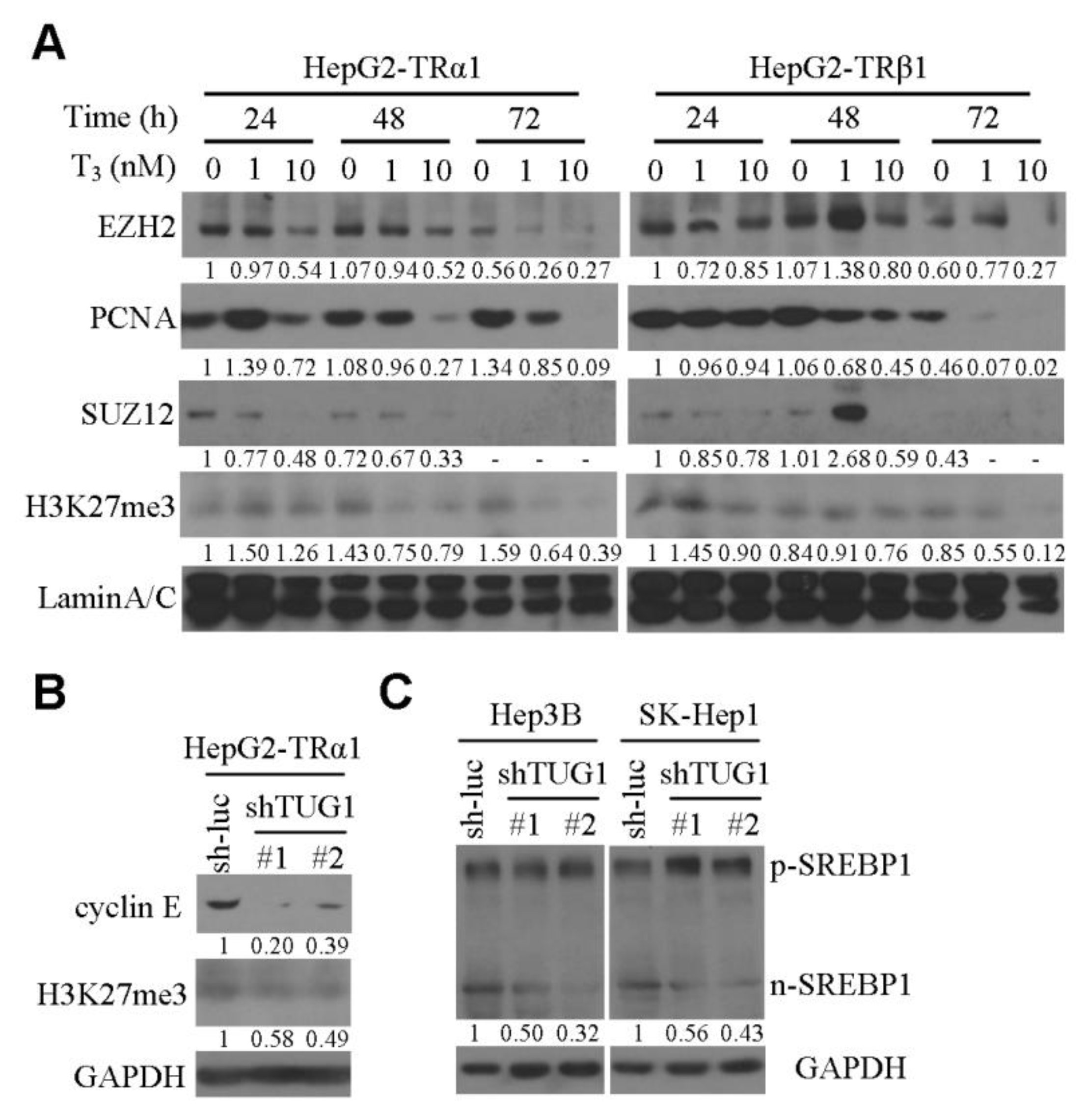 Cells 09 00262 g002 Cells 09 00262 g002