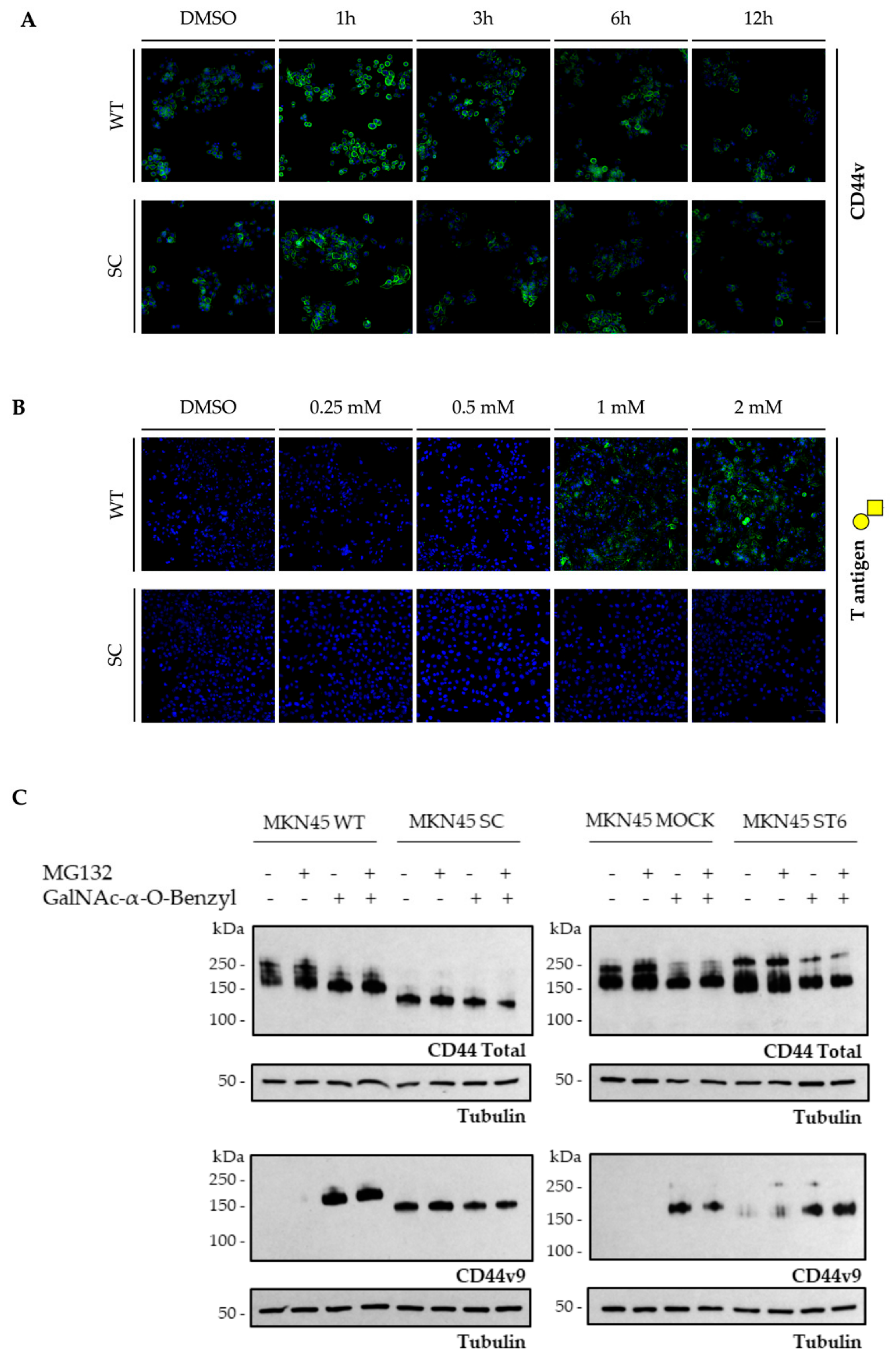 Cells 09 00264 g004 Cells 09 00264 g004