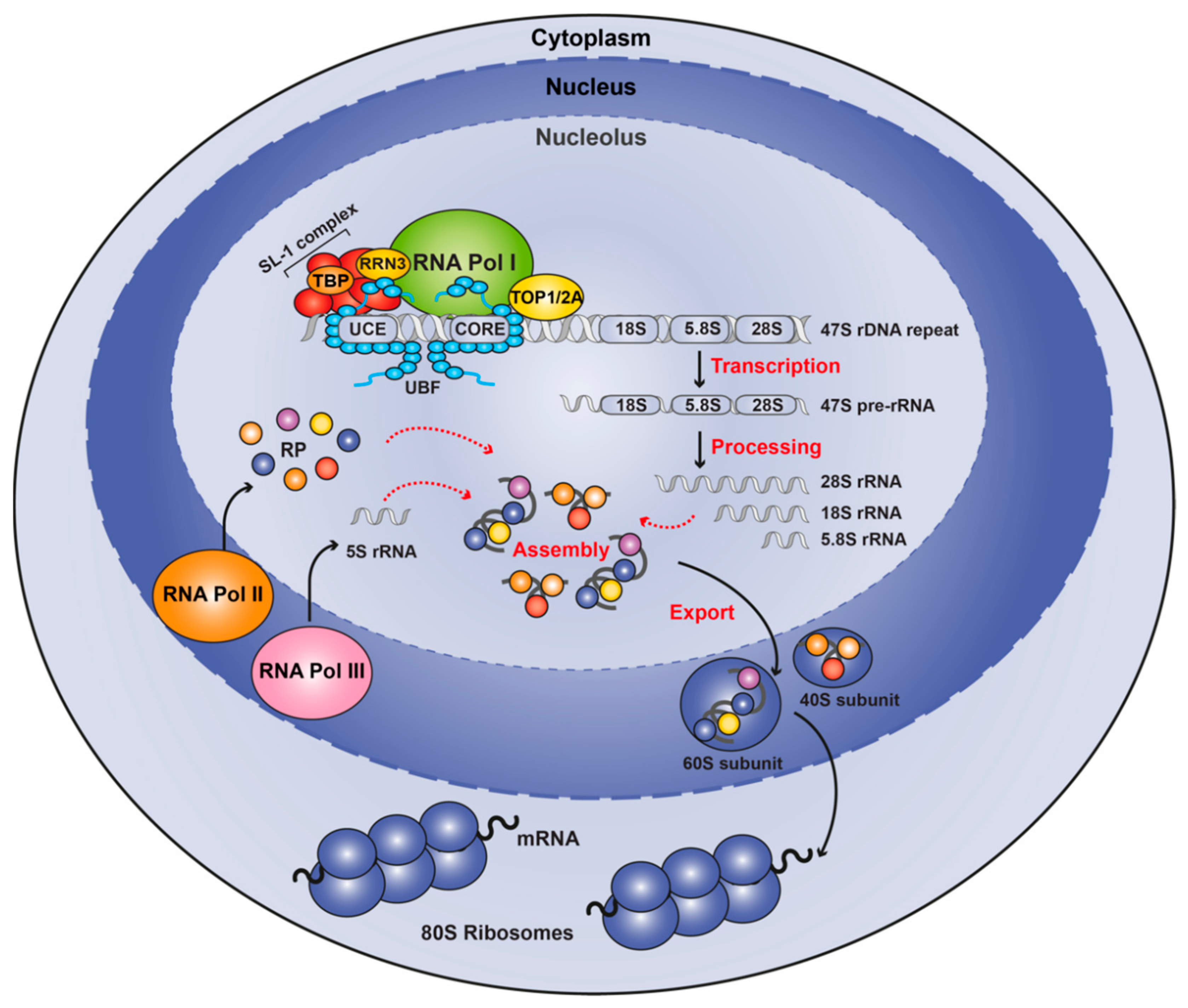 Cells Free Full Text Targeting The Rna Polymerase I Transcription For Cancer Therapy Comes Of Age Html