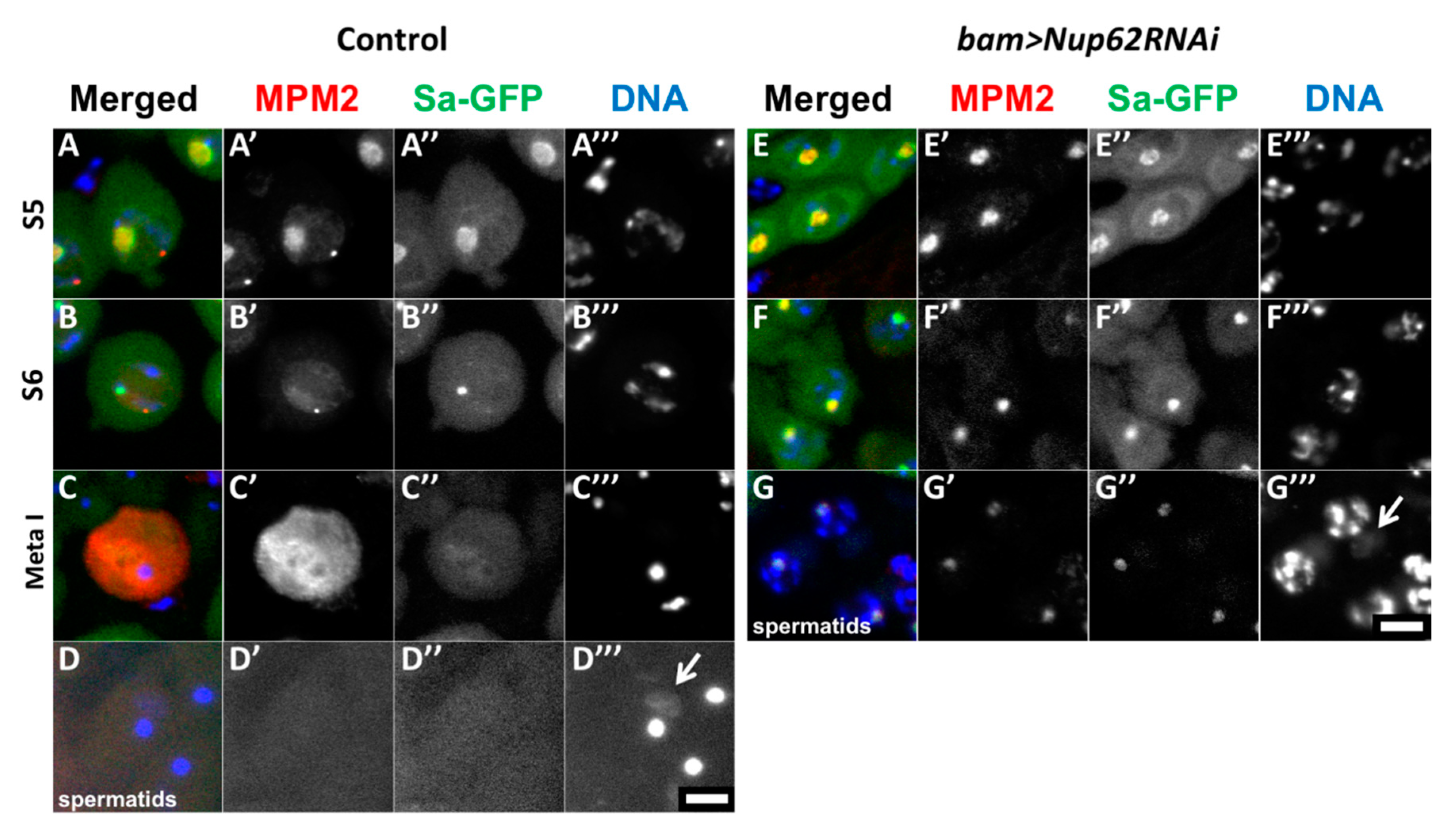 Cells 09 00270 g002 Cells 09 00270 g002