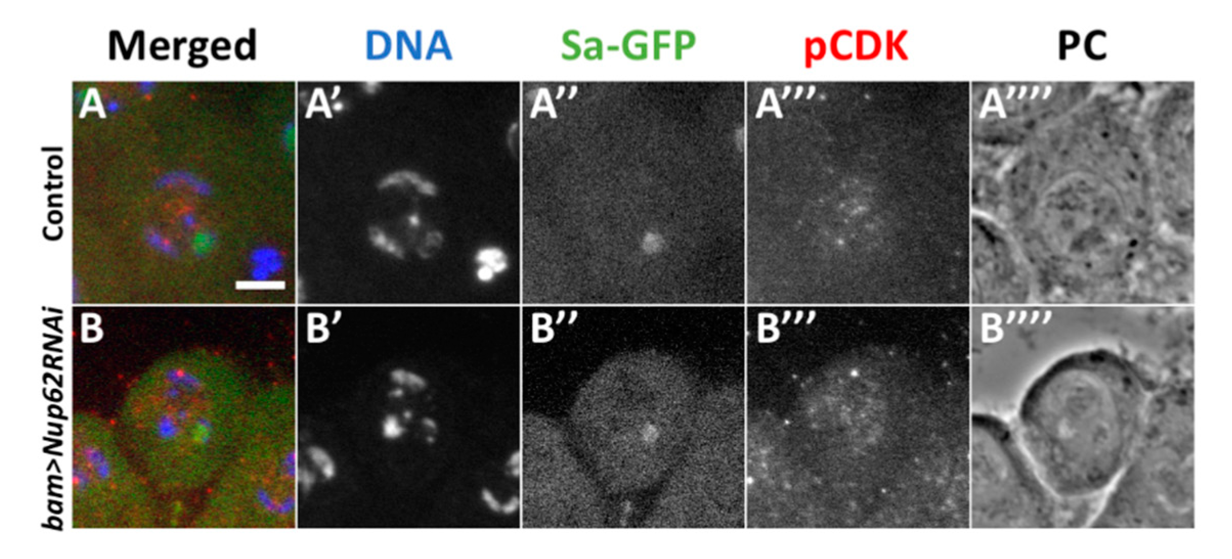 Cells 09 00270 g003 Cells 09 00270 g003