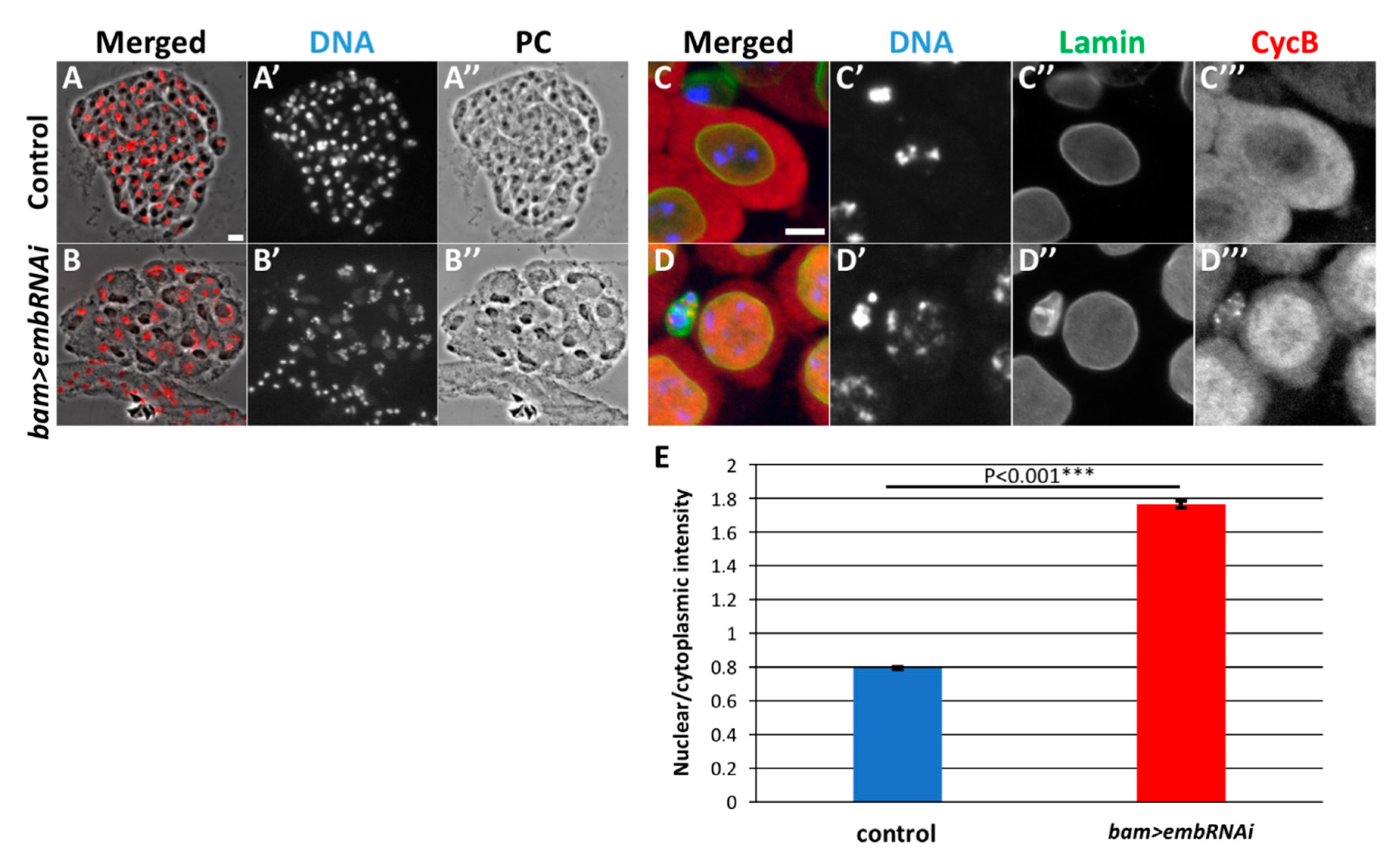 Cells 09 00270 g006 Cells 09 00270 g006