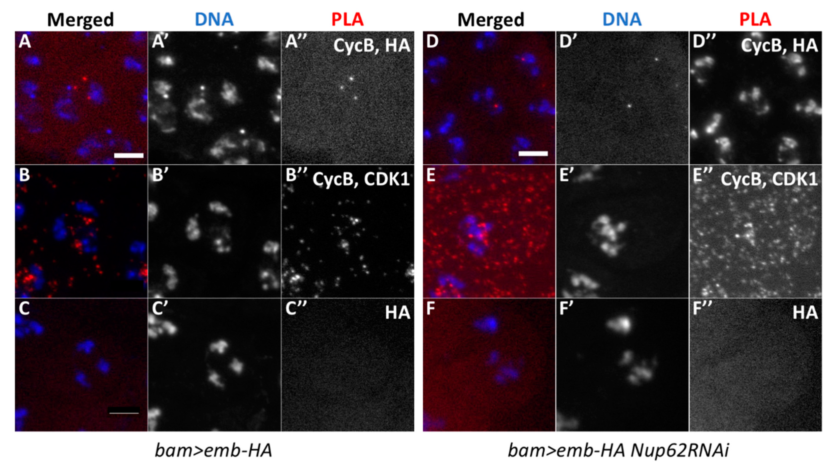 Cells 09 00270 g007 Cells 09 00270 g007