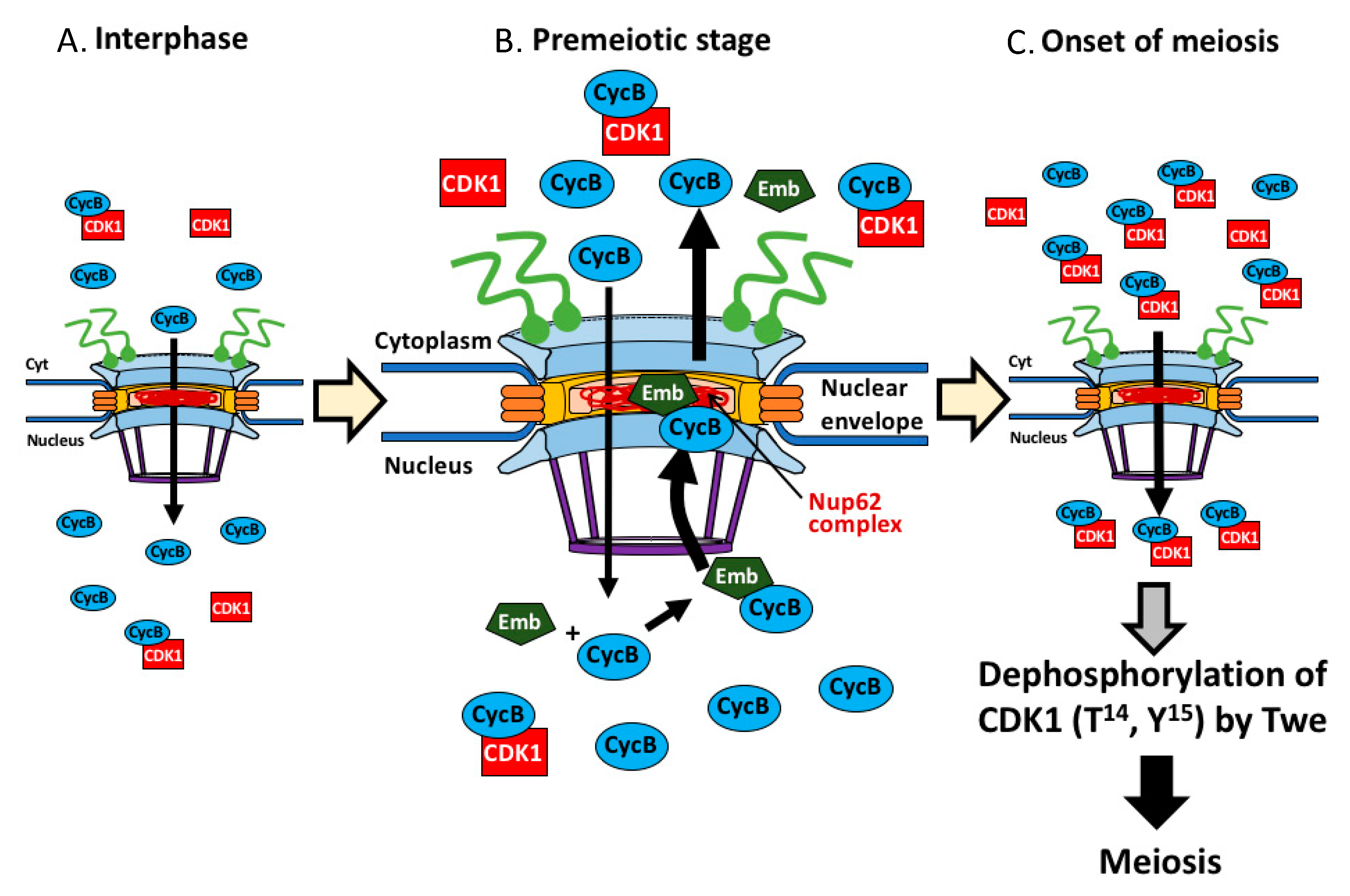 Cells 09 00270 g009 Cells 09 00270 g009