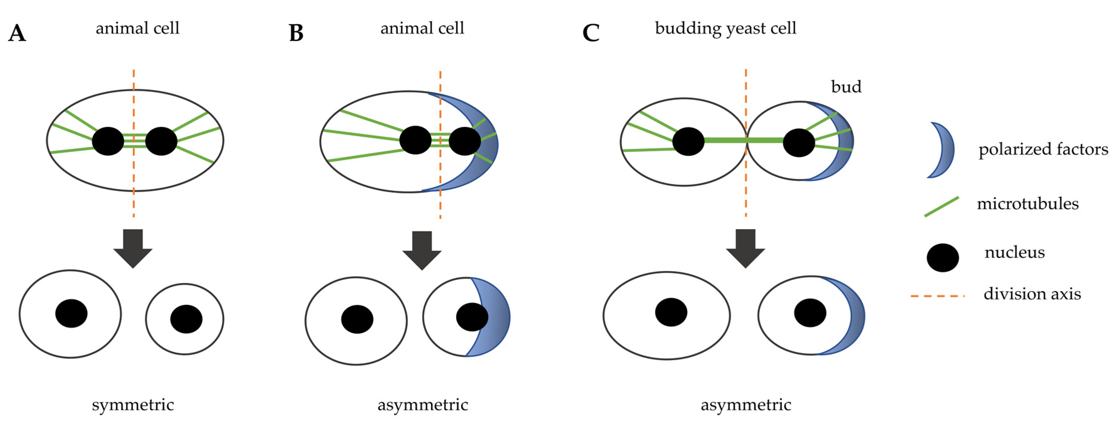 Cells | Free Full-Text | Cytokinesis in Eukaryotic Cells: The Furrow  Complexity at a Glance