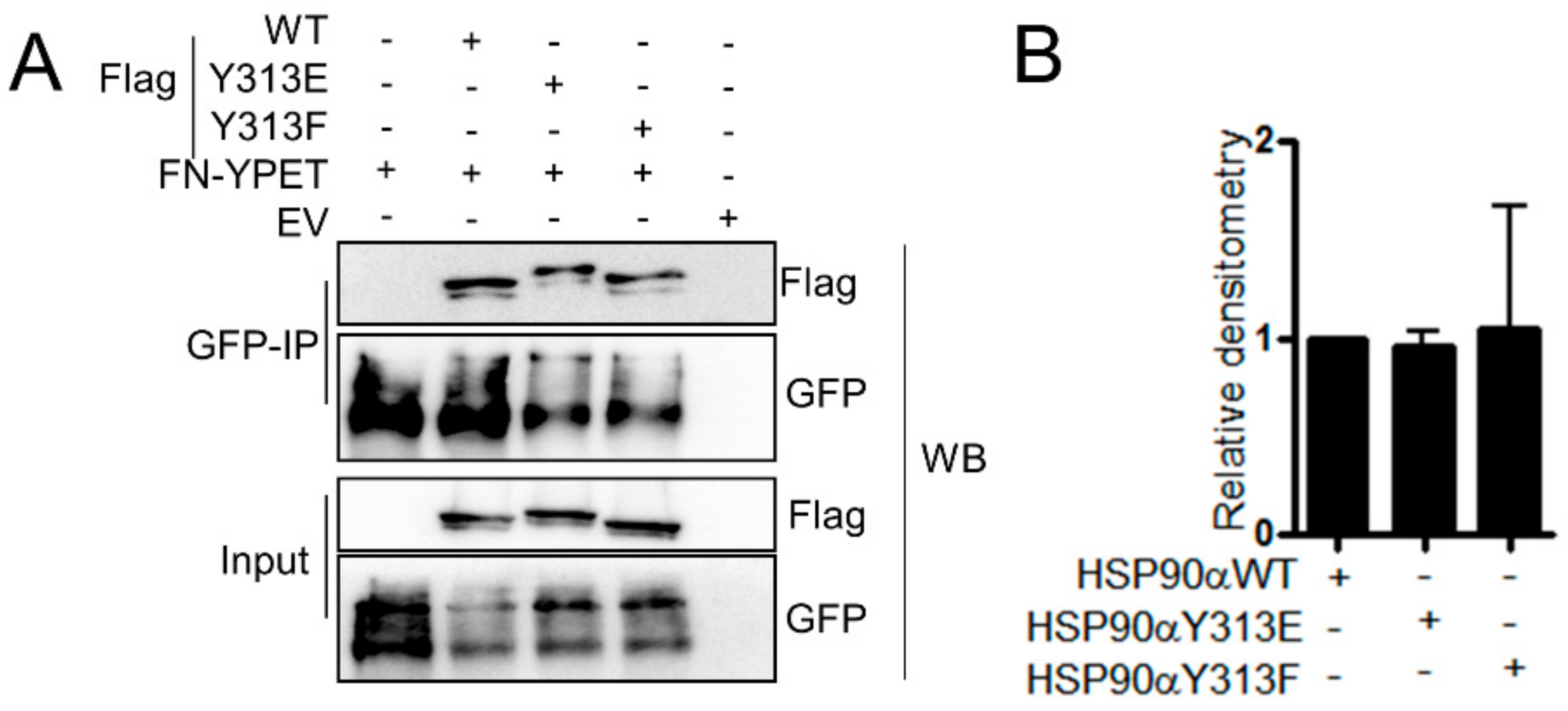 Cells 09 00272 g008 Cells 09 00272 g008