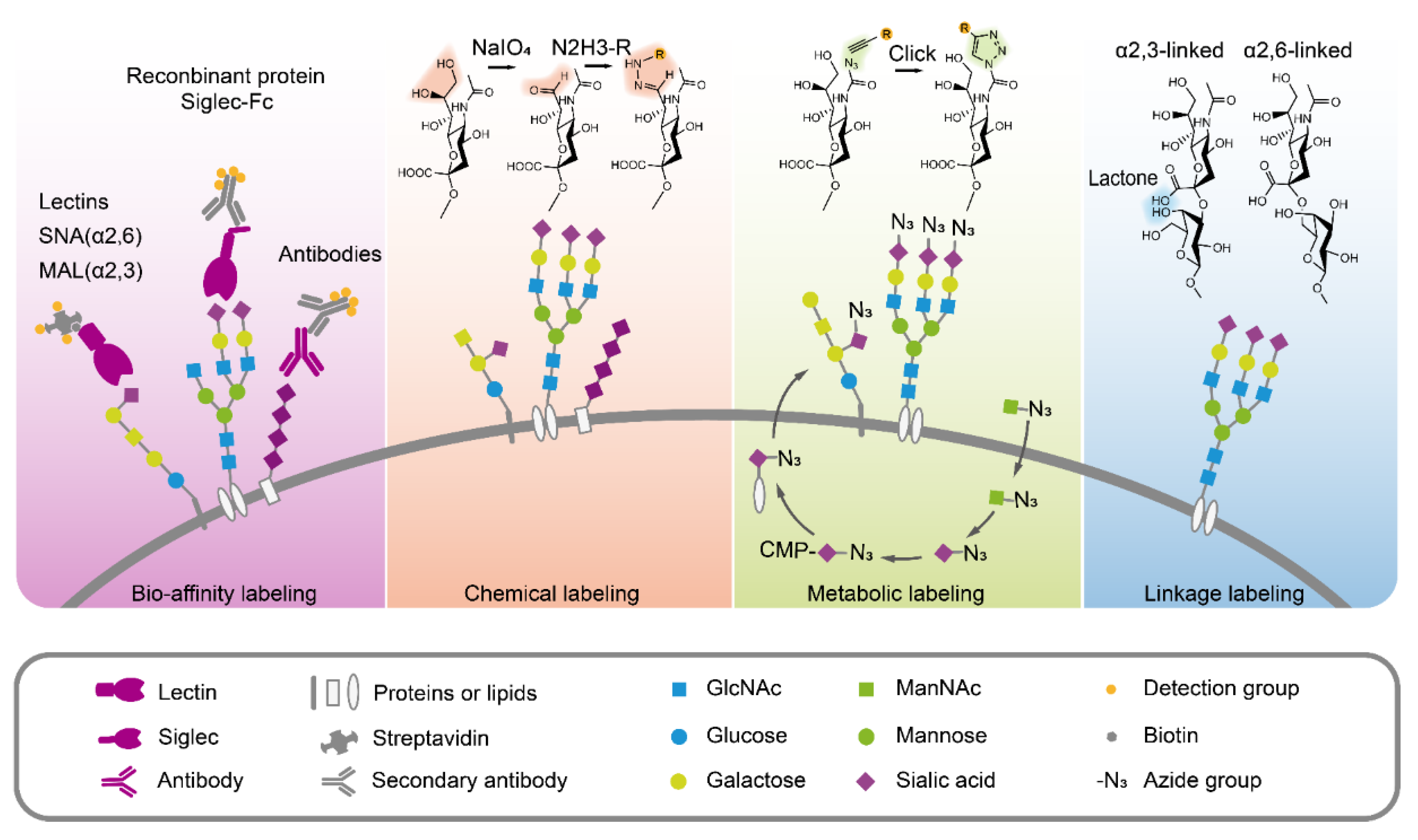 Cells 09 00273 g003 Cells 09 00273 g003