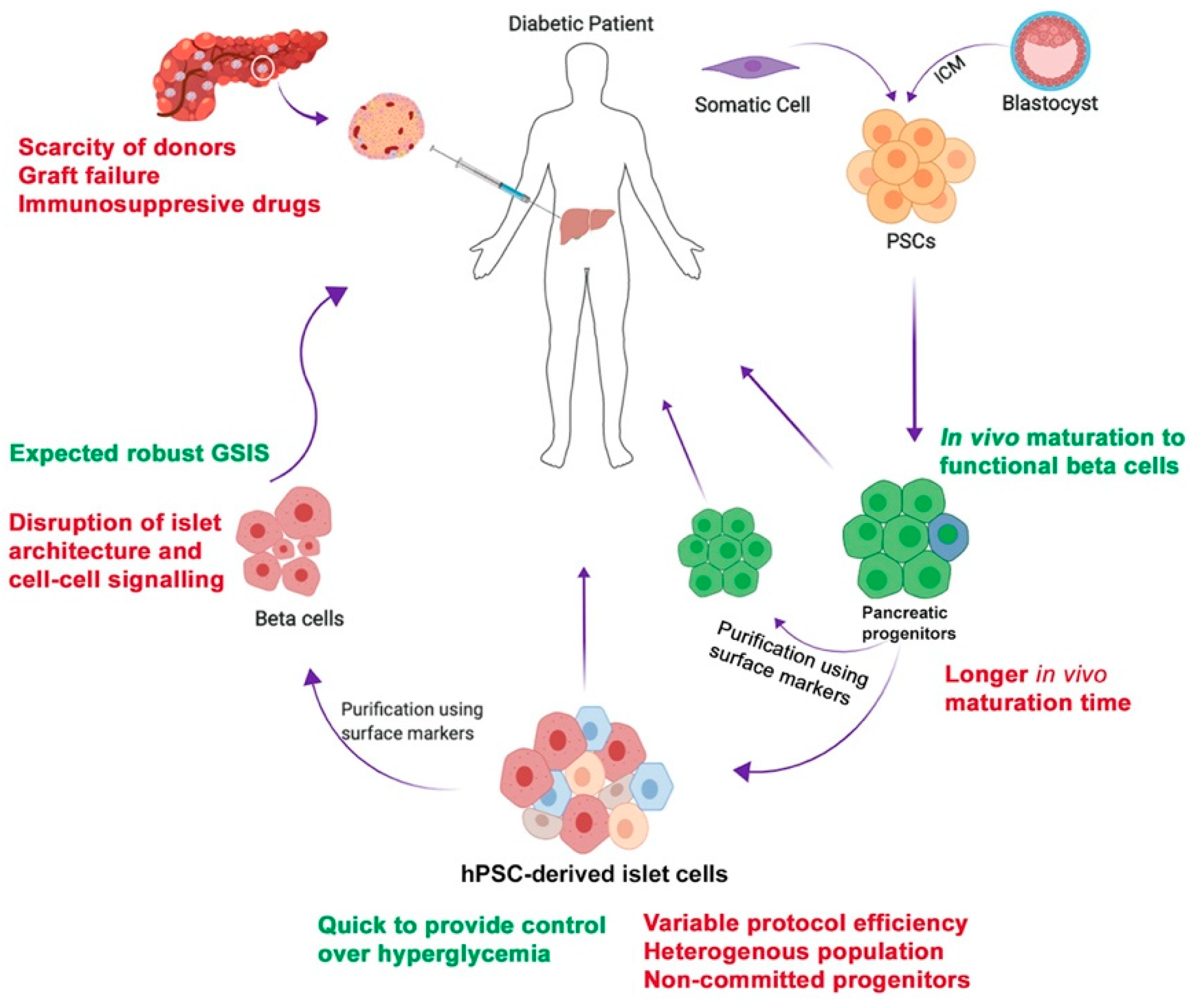 stem cell research for type 2 diabetes