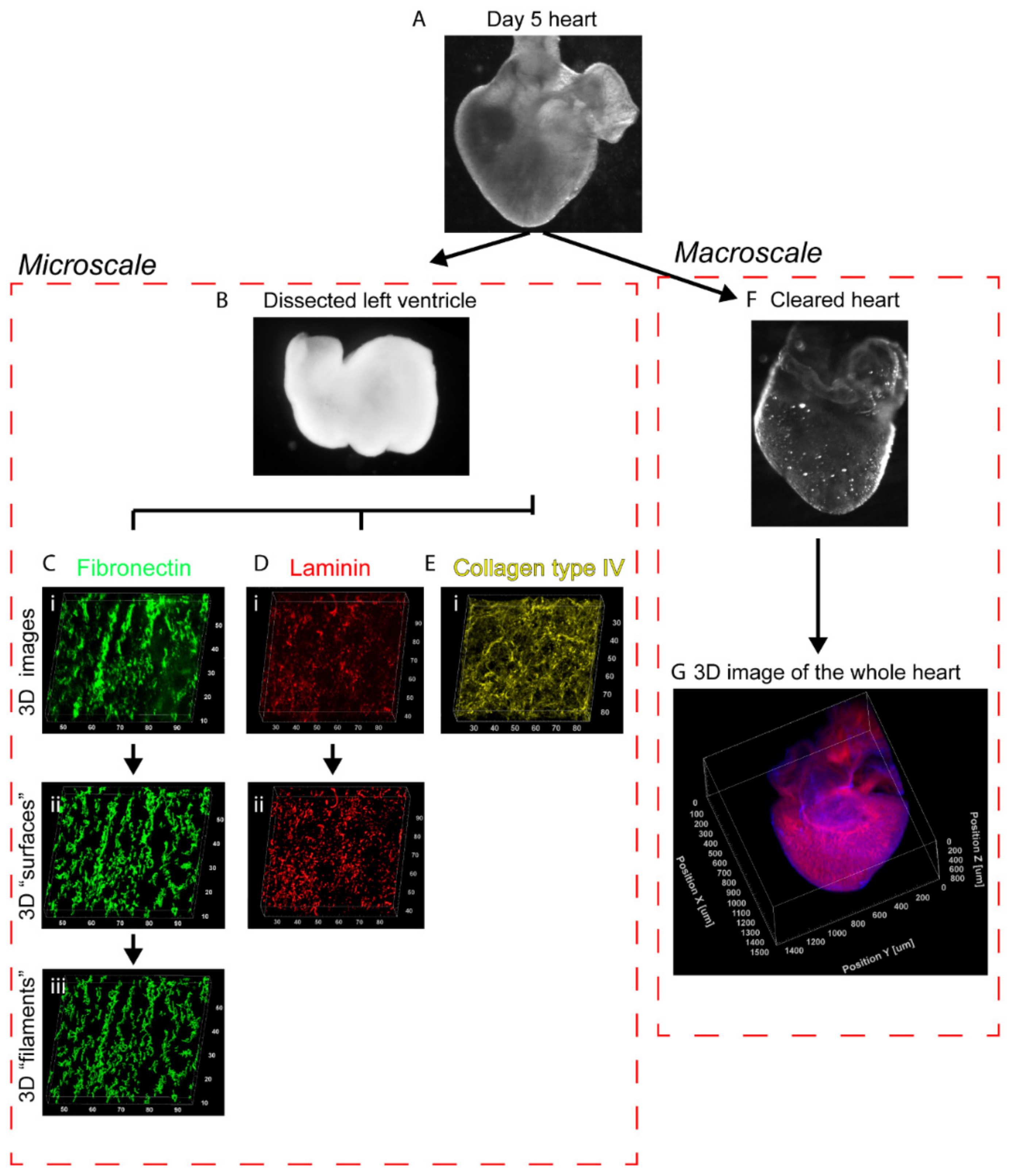 Cells 09 00285 g001 Cells 09 00285 g001