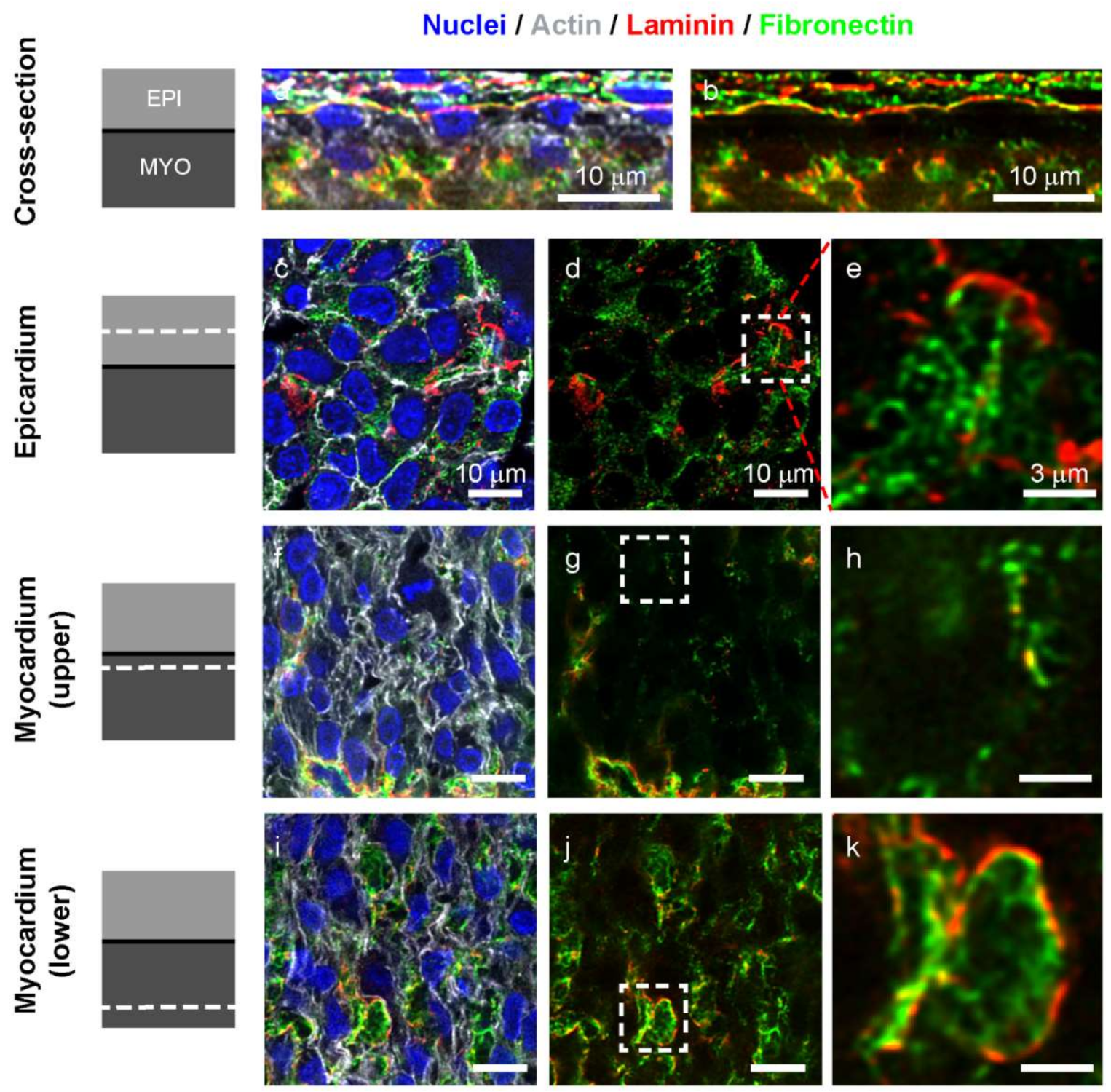 Cells 09 00285 g004 Cells 09 00285 g004