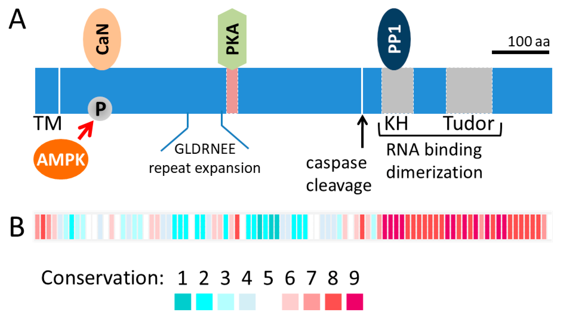 Cells 09 00298 g001 Cells 09 00298 g001