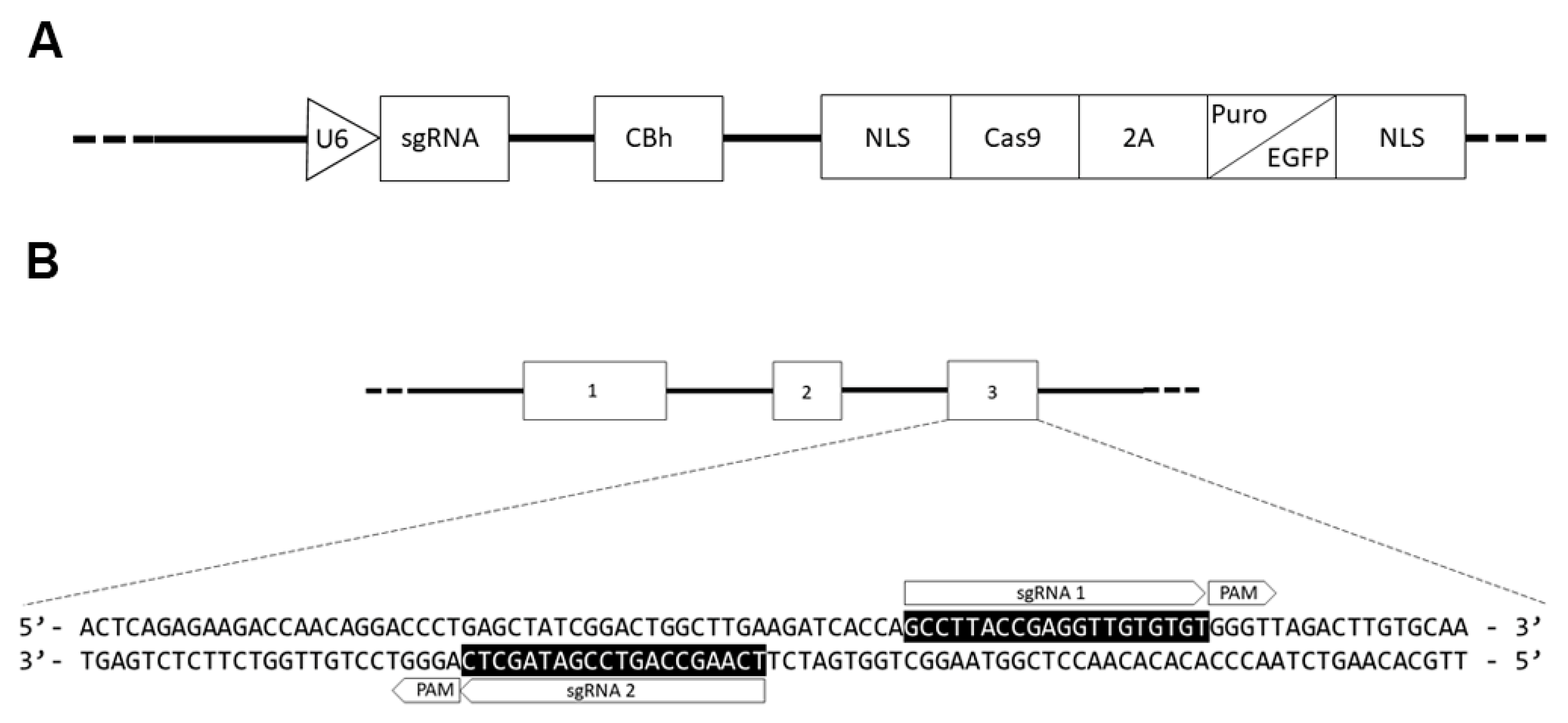 Cells 09 00308 g001 Cells 09 00308 g001