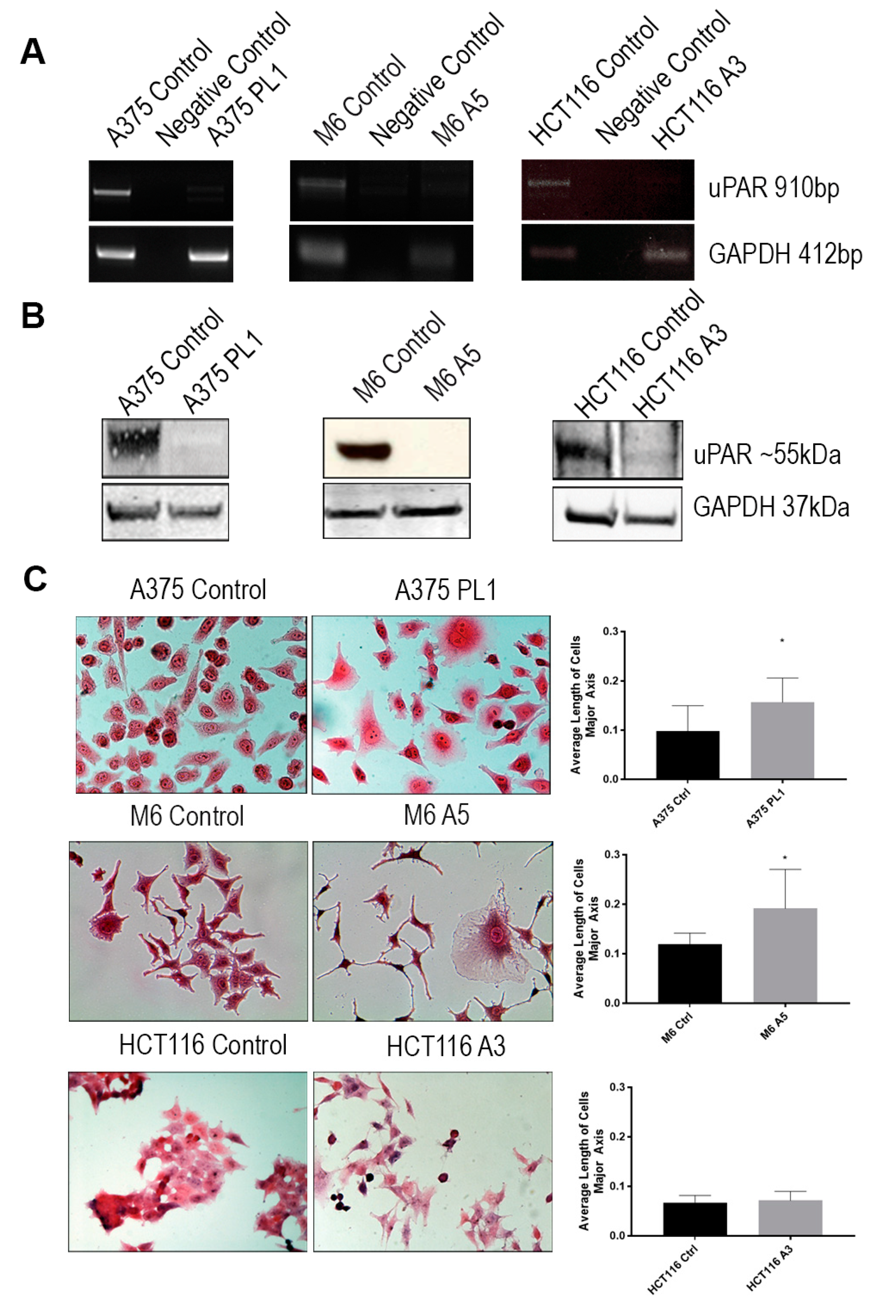Cells 09 00308 g002 Cells 09 00308 g002