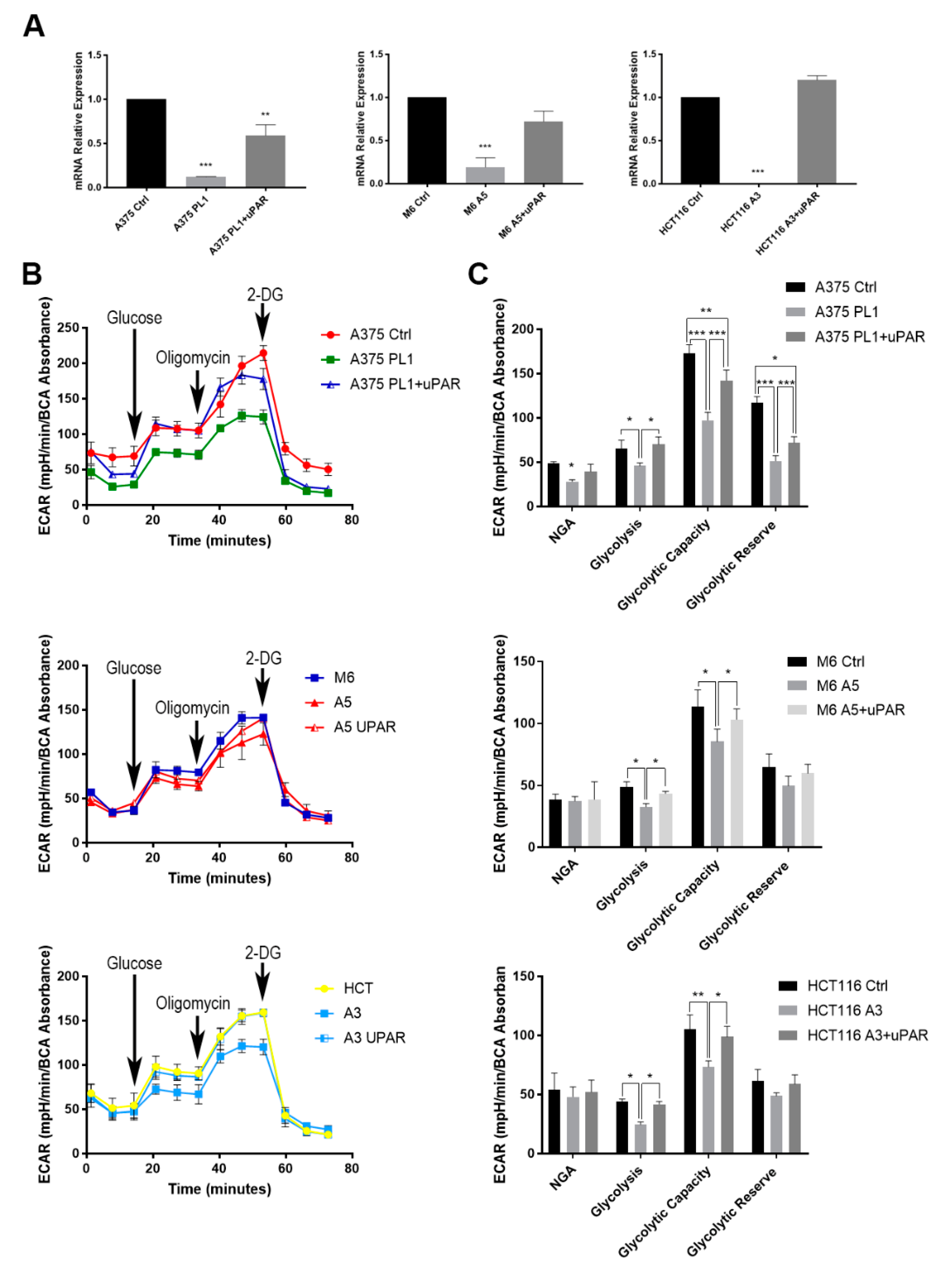 Cells 09 00308 g003 Cells 09 00308 g003