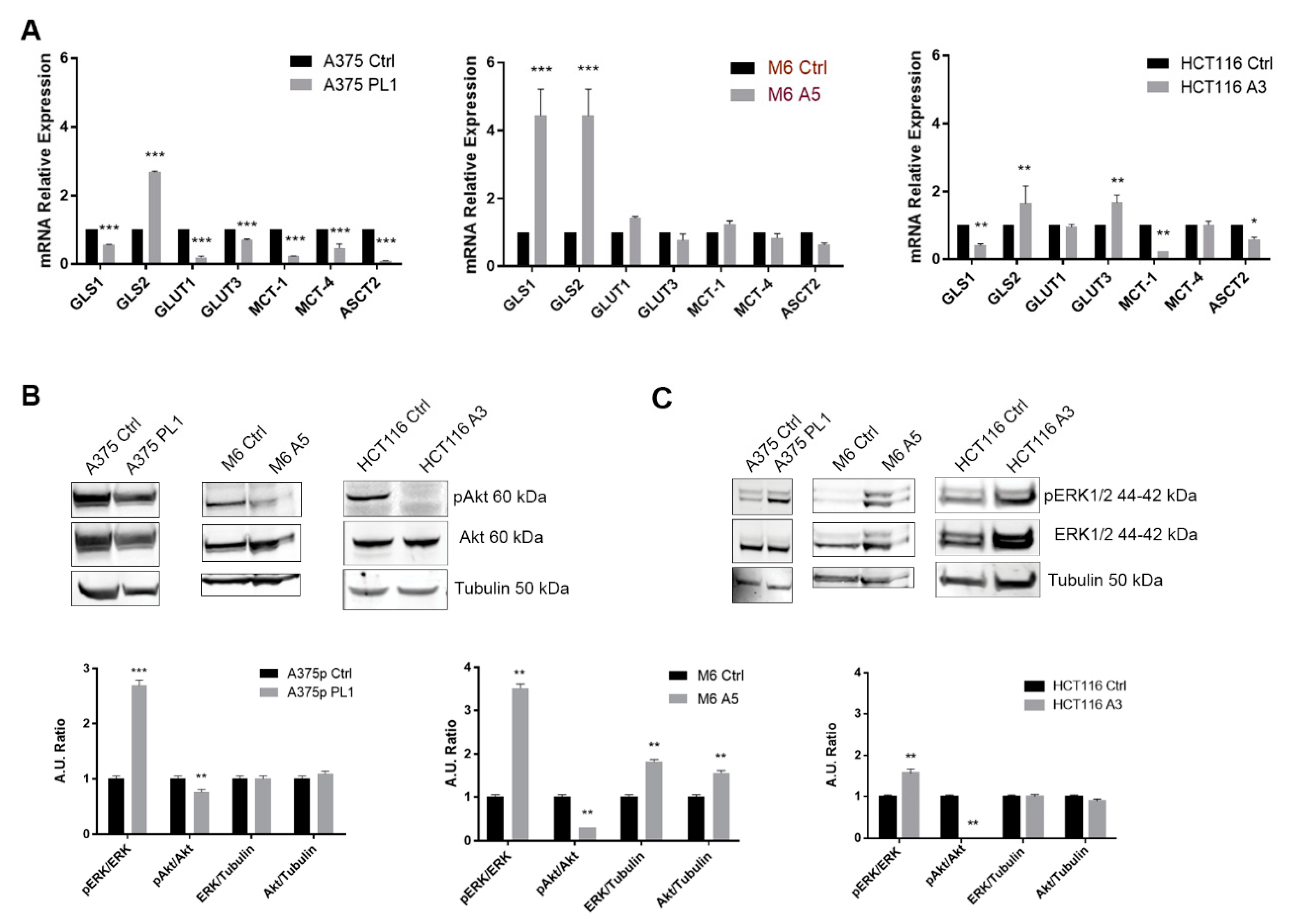 Cells 09 00308 g005 Cells 09 00308 g005