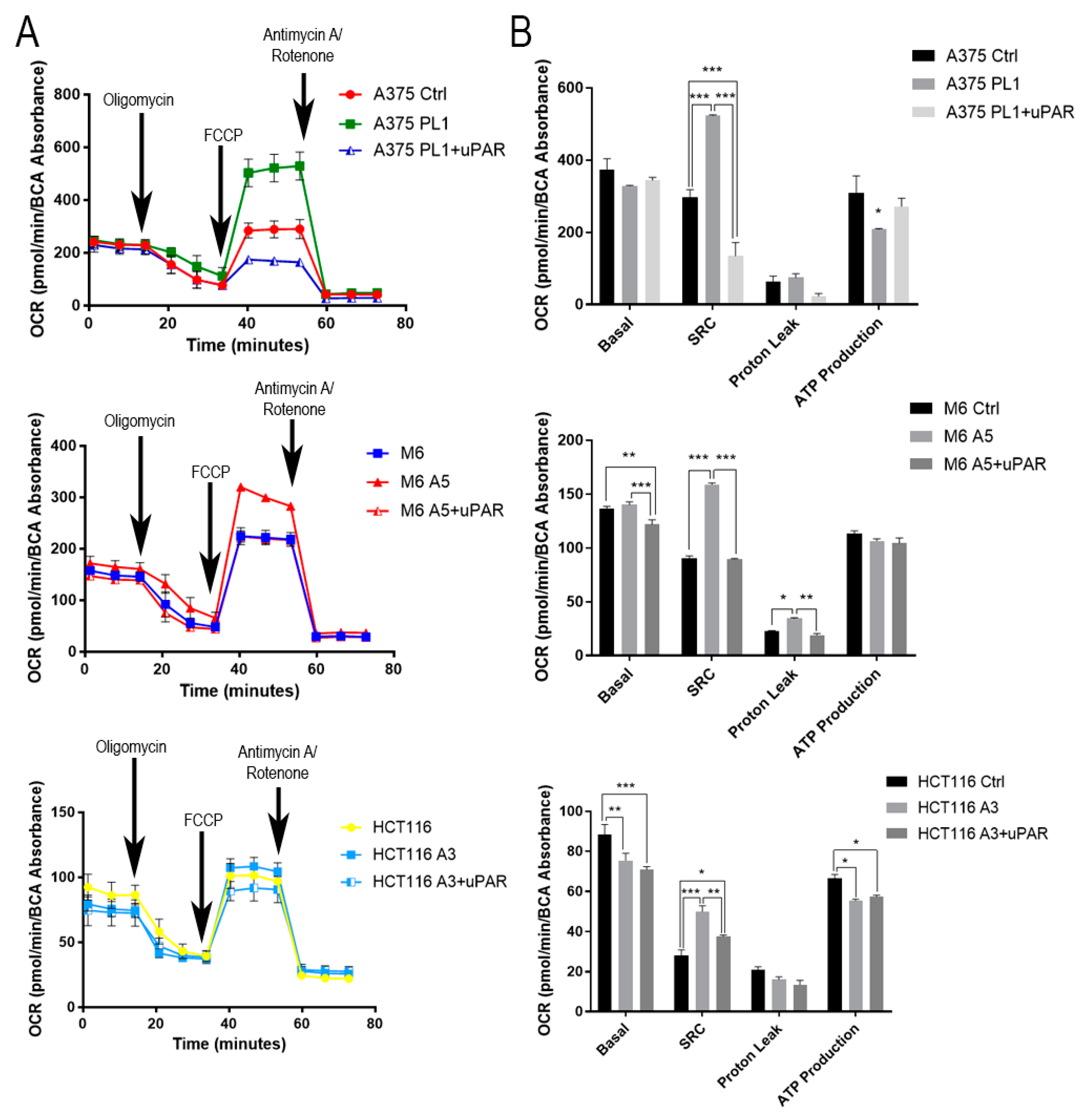 Cells 09 00308 g006 Cells 09 00308 g006