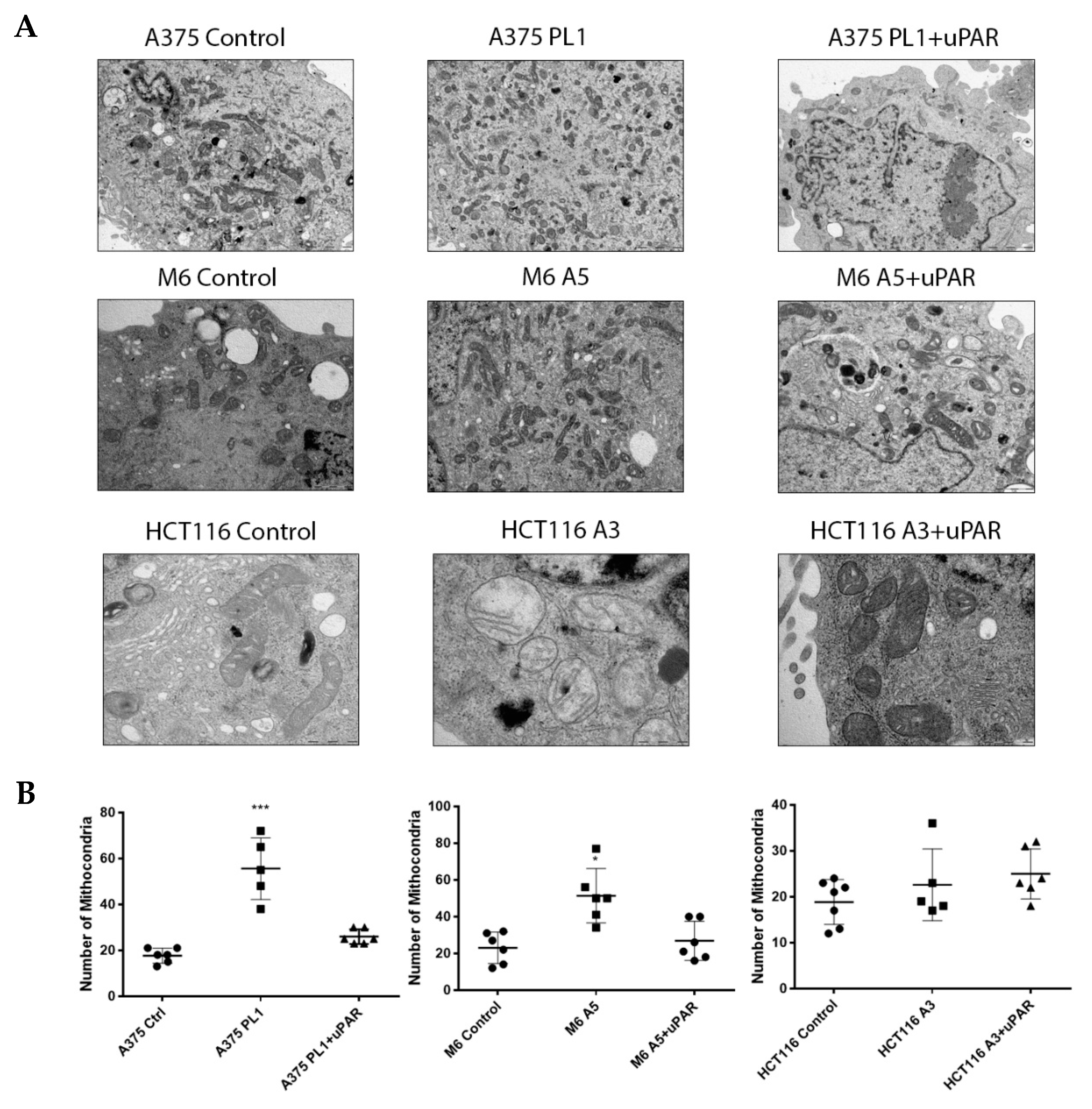 Cells 09 00308 g007 Cells 09 00308 g007