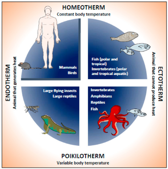 australian endotherms