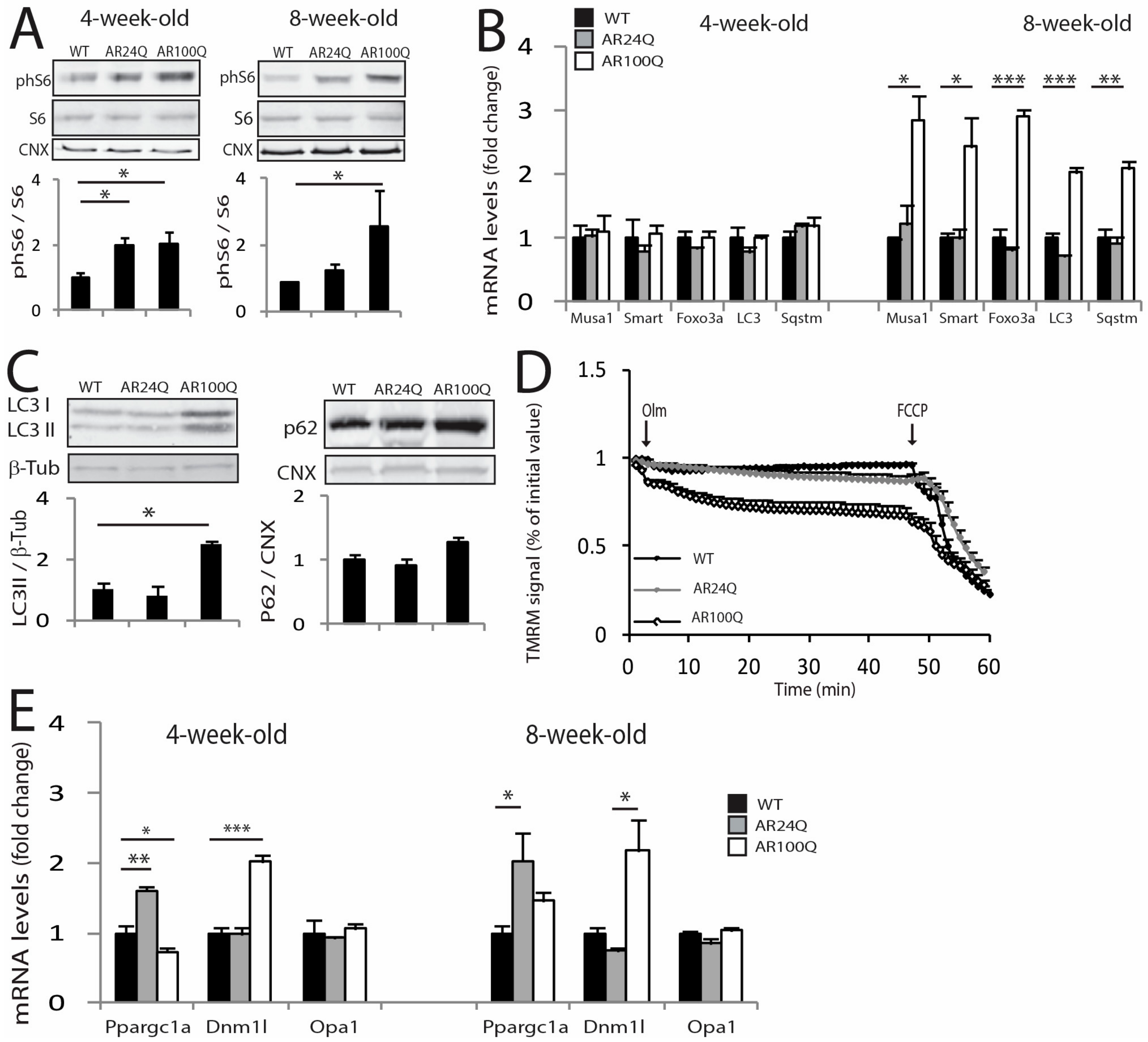 Cells 09 00325 g005 Cells 09 00325 g005