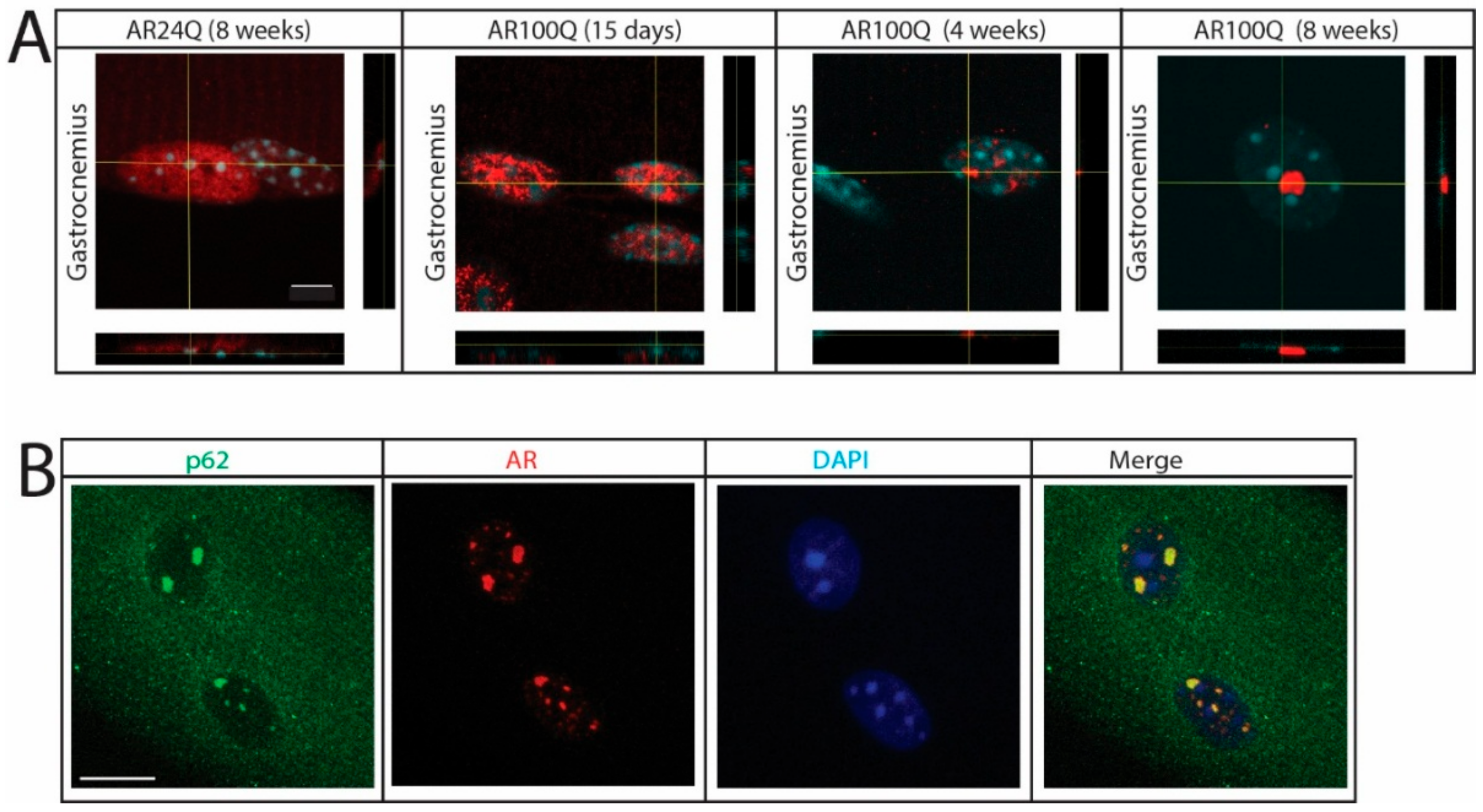 Cells 09 00325 g007 Cells 09 00325 g007