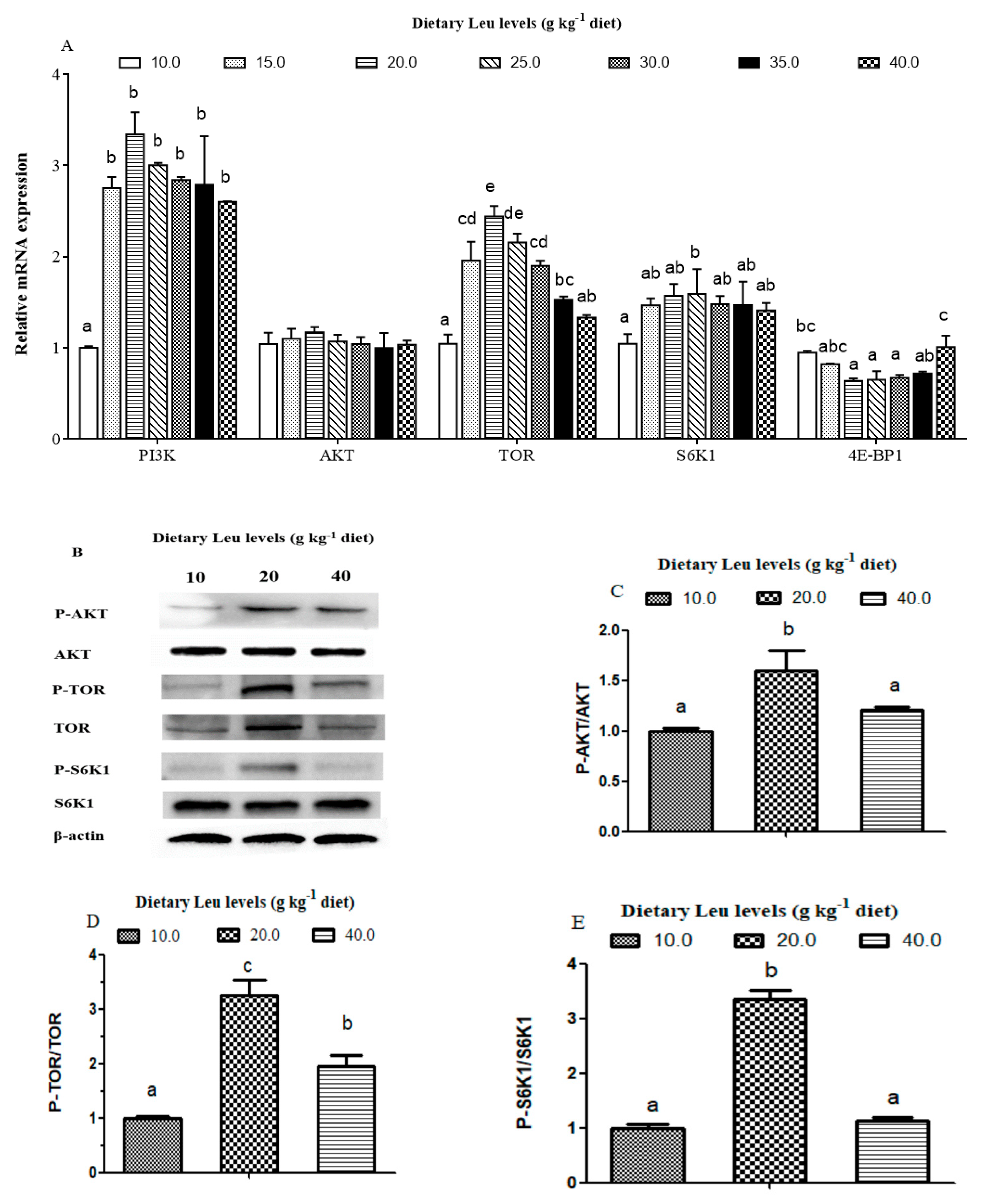 Cells 09 00327 g006 Cells 09 00327 g006